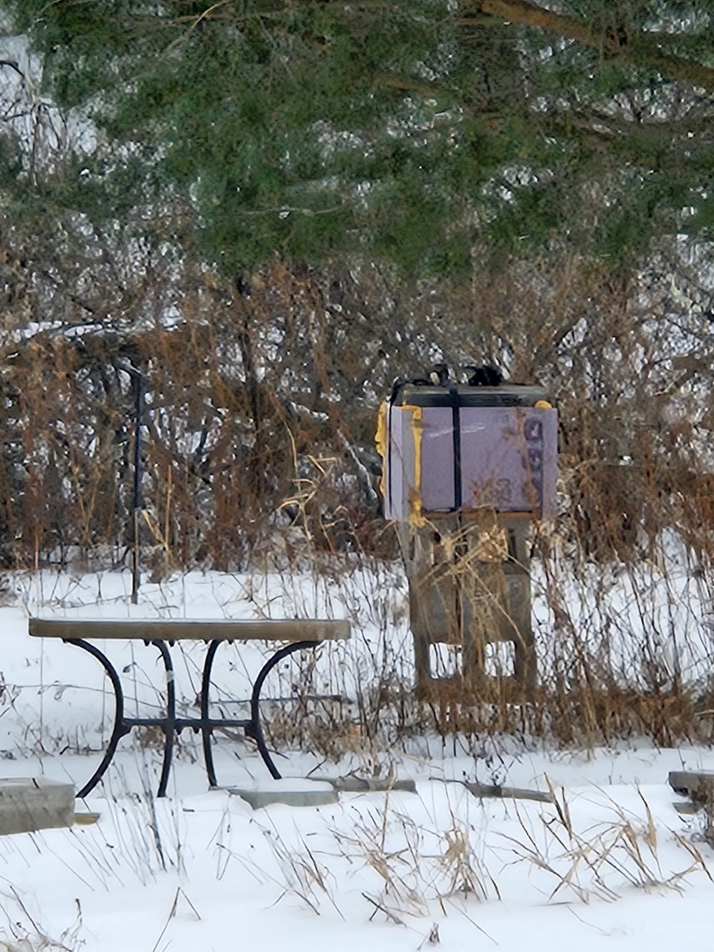 Overwintered in snow.jpg