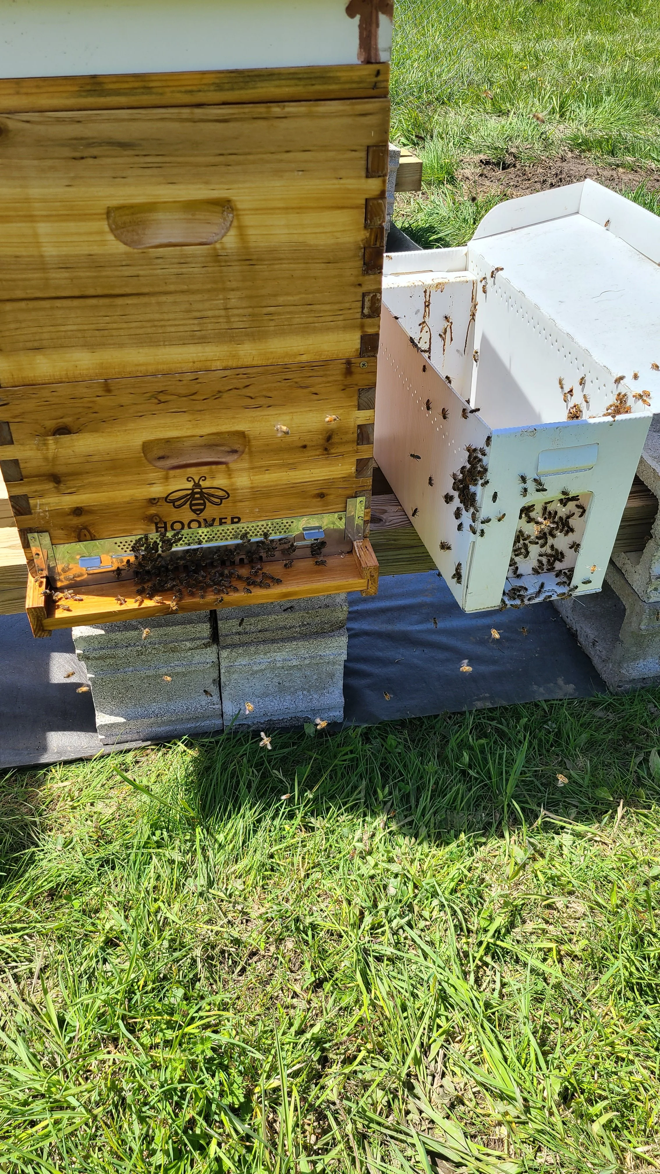 A beehive with bees around it on a stand, placed on grass outside.