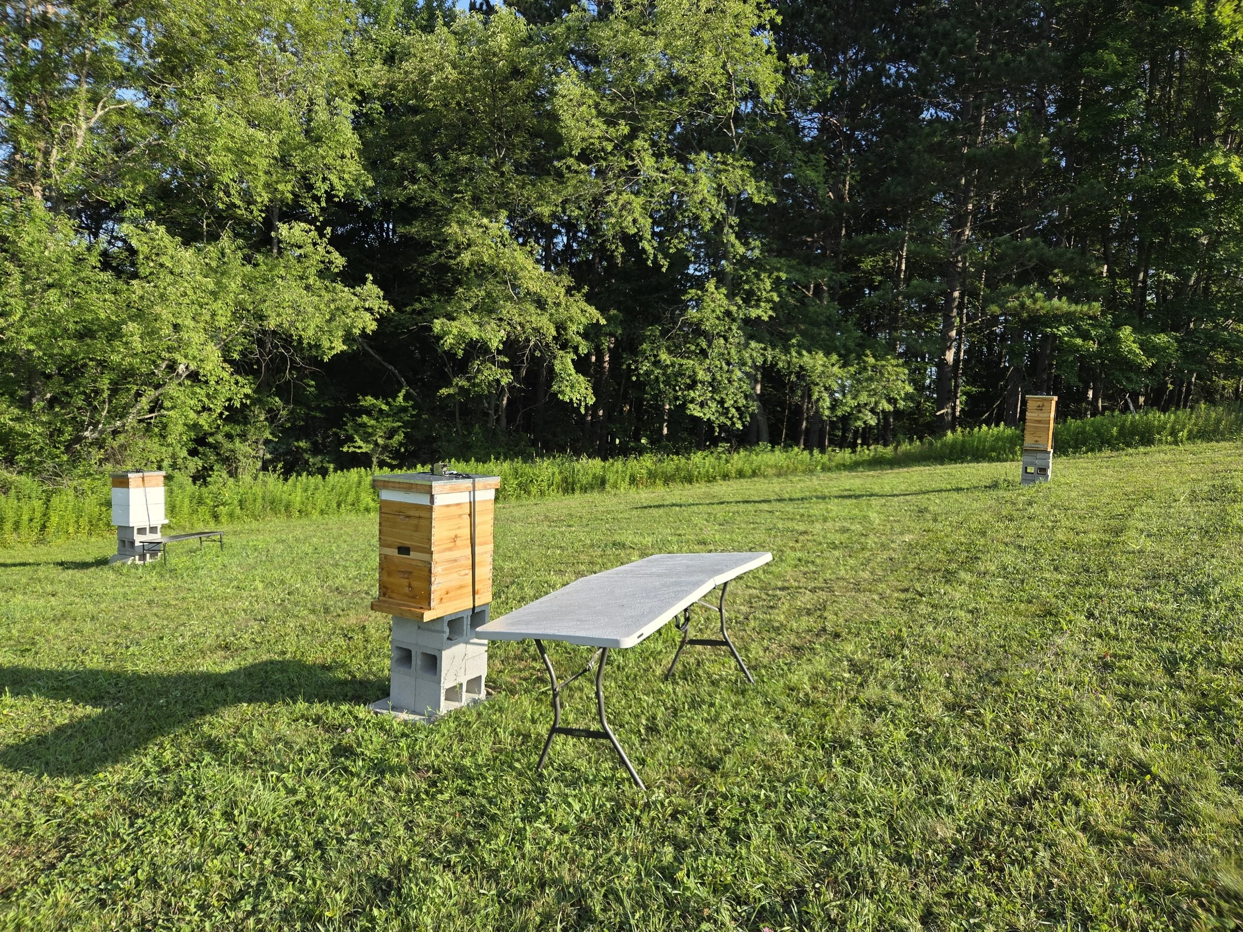 Beehives on cinder blocks and tables in a grassy field with a forest of green trees in the background.