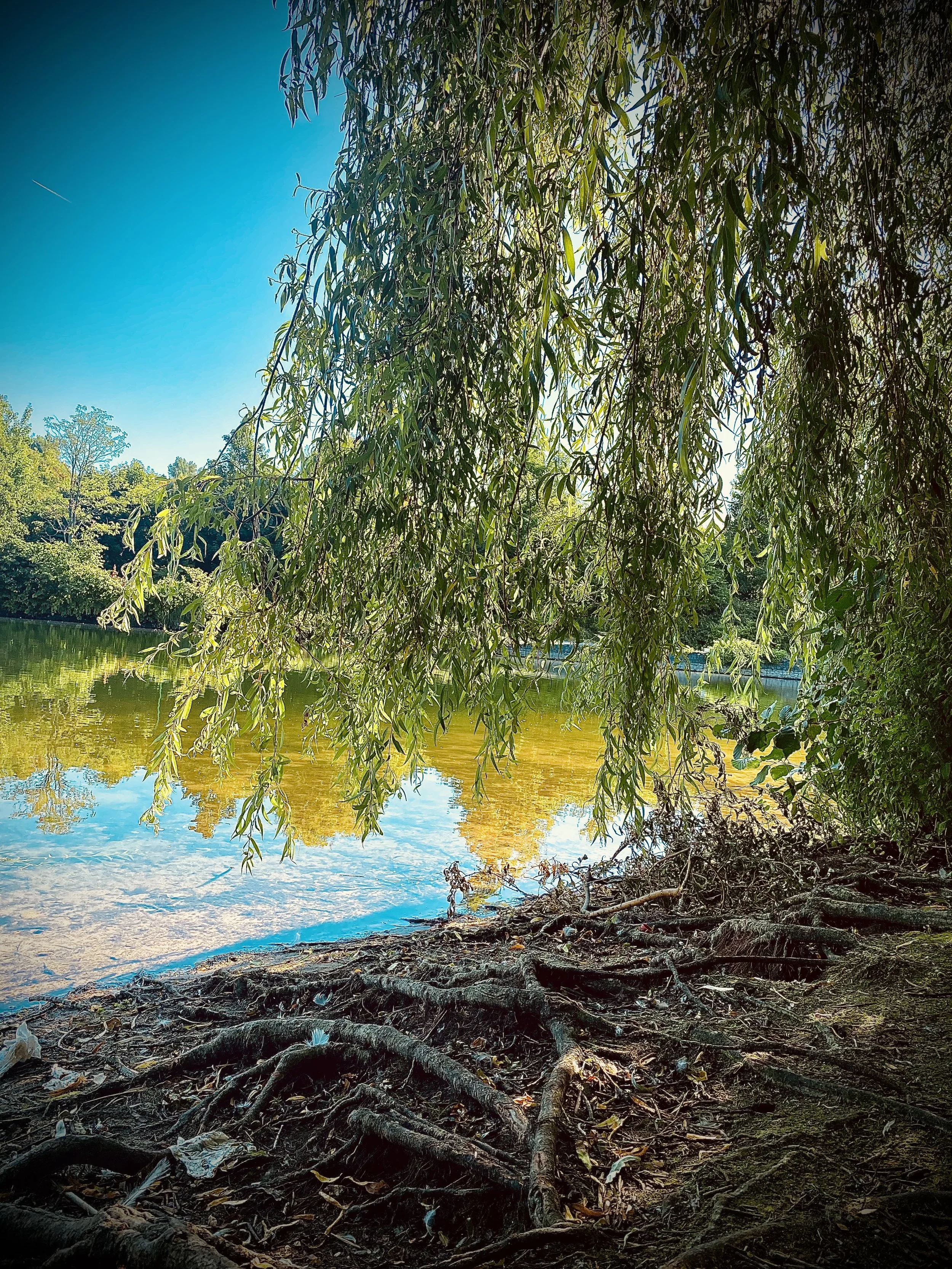 Blick auf einen Fluss mit Baumzweigen im Vordergrund, ruhige Wasserfläche mit Spiegelung der Bäume, sonniger Tag, umgeben von grünen Bäumen.