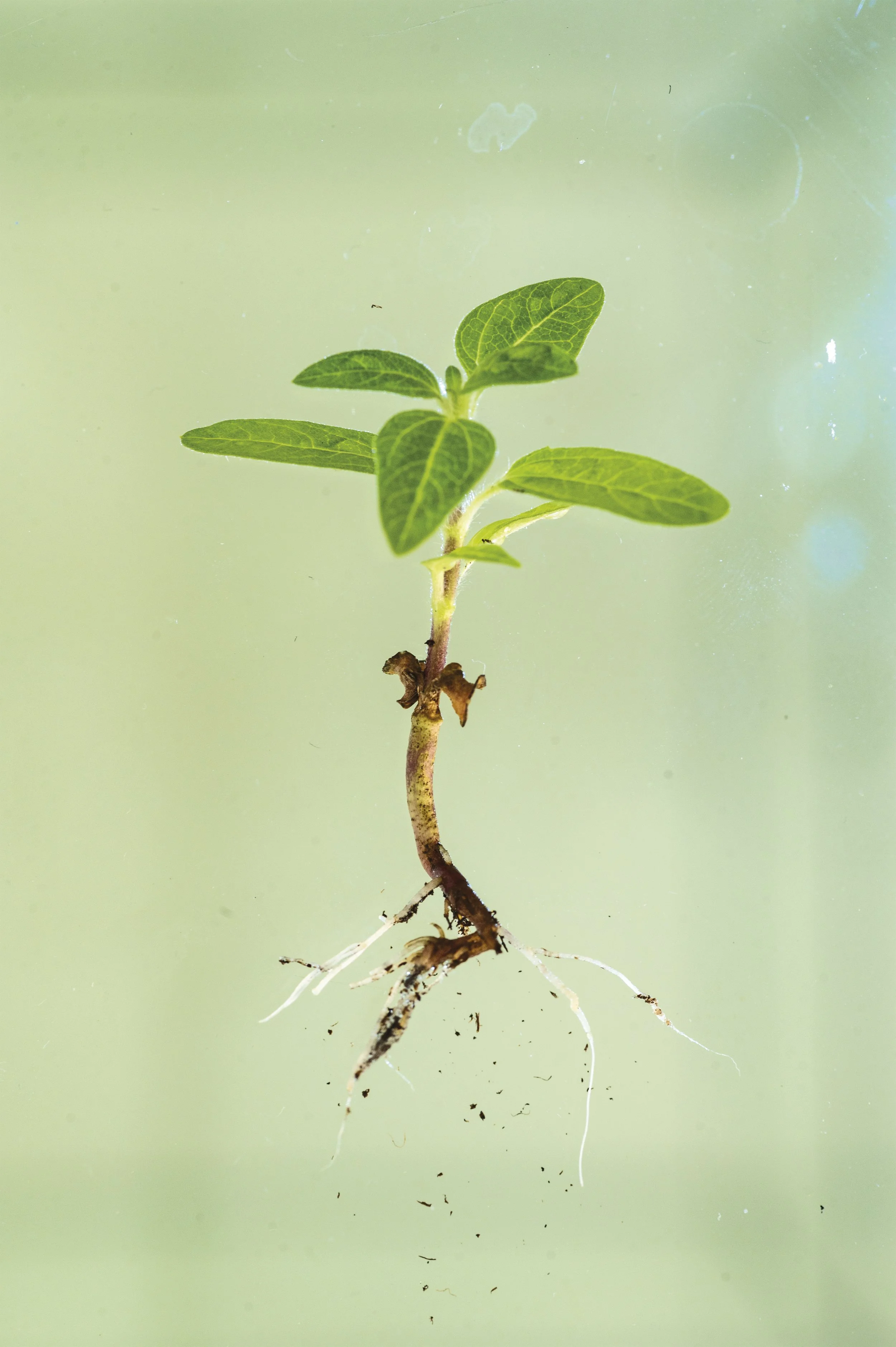 P2- Germinazione 03.02-089-Modifica-2-2.JPG