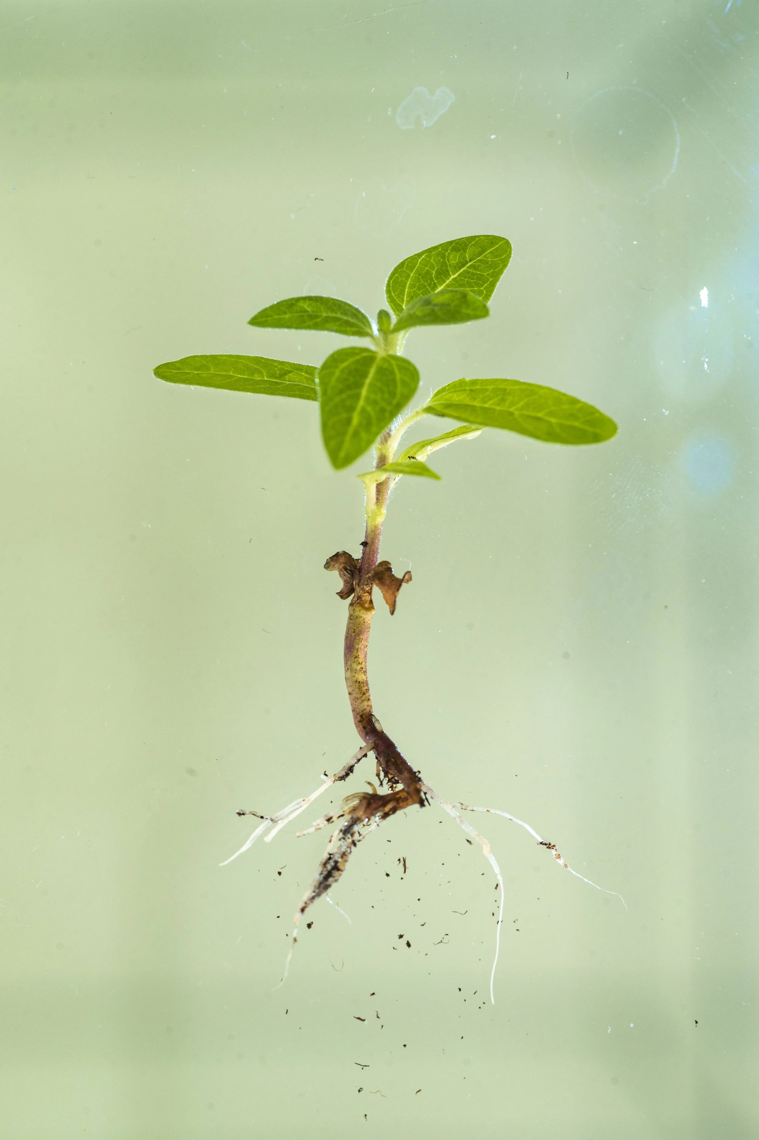 P2- Germinazione 03.02-089.jpg