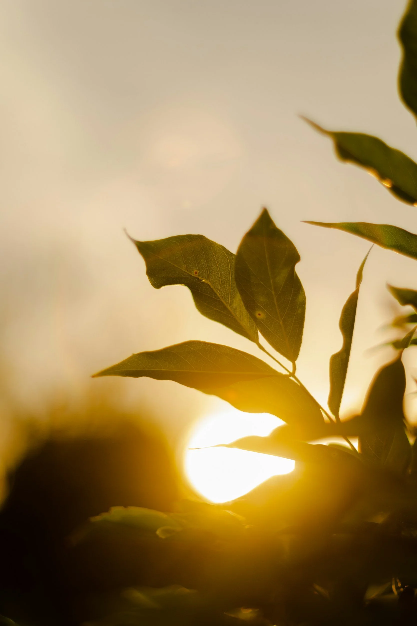 How Plants Can Bring Light in to Darkness
