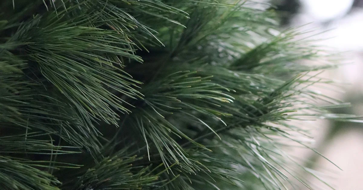 A CALL INTO STILLNESS WITH THE GREAT TREE OF PEACE (&amp; a ceremonial tea ritual)