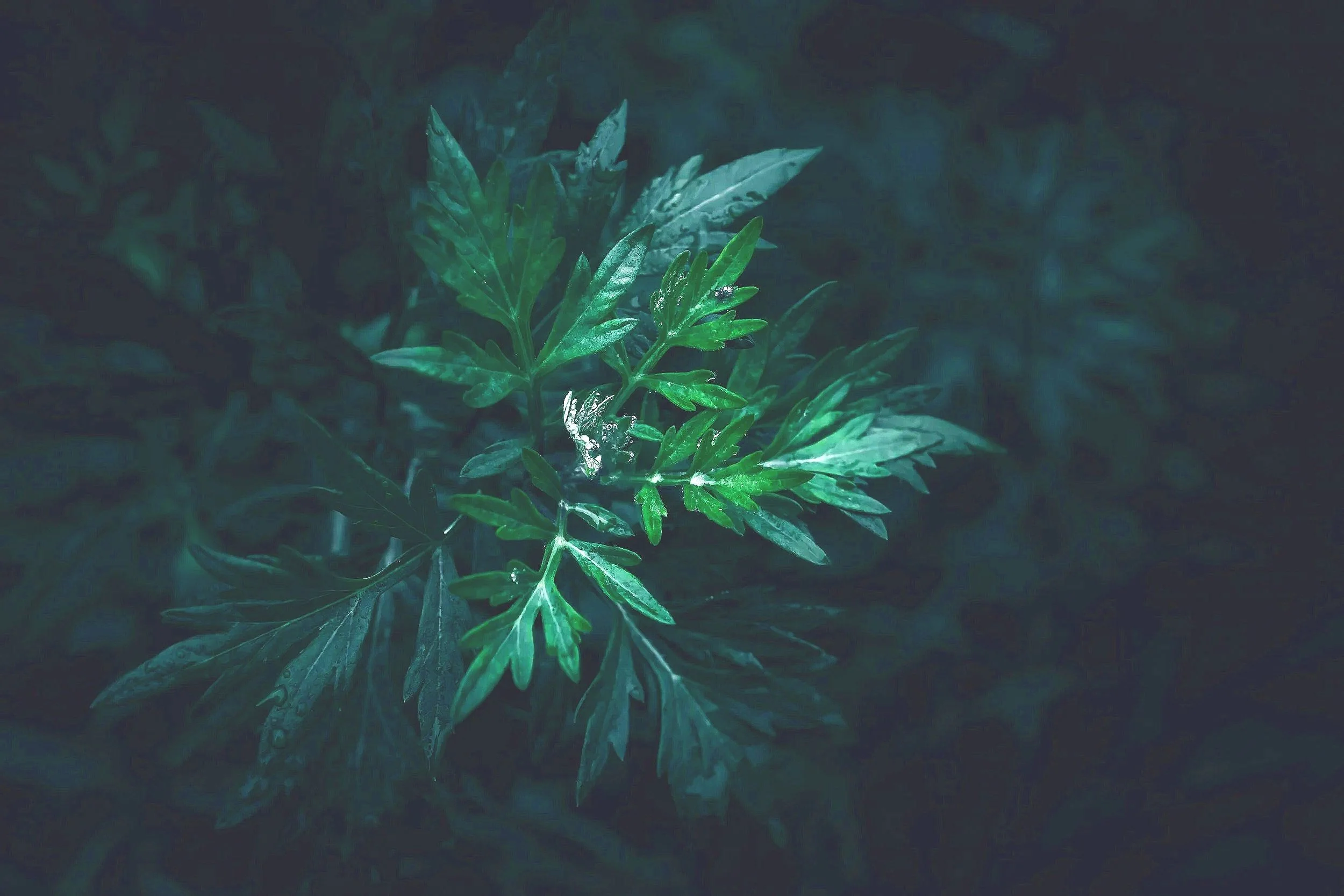 Meeting Mugwort - a student’s experience