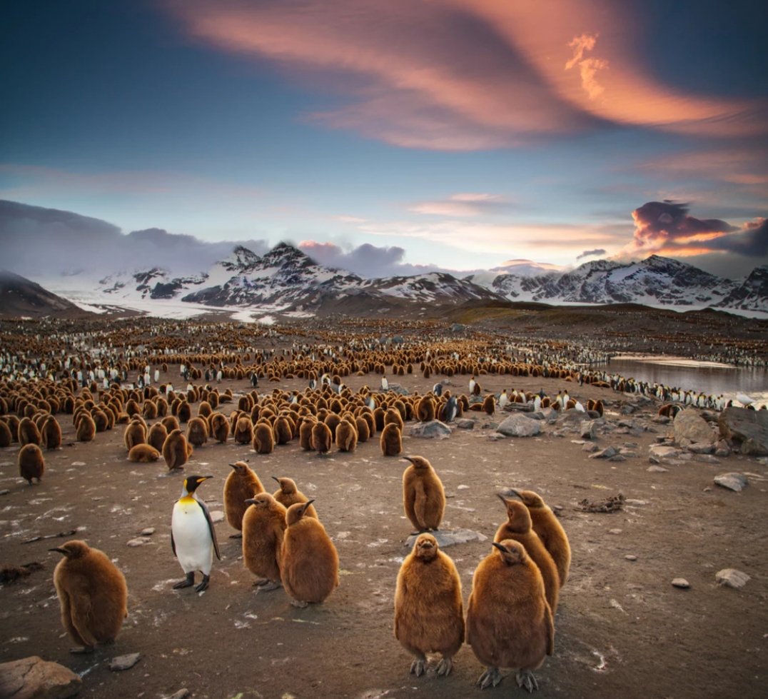 A large group of penguins on a mountainous terrain near water, with snow-covered peaks and a colorful sunset sky in the background.