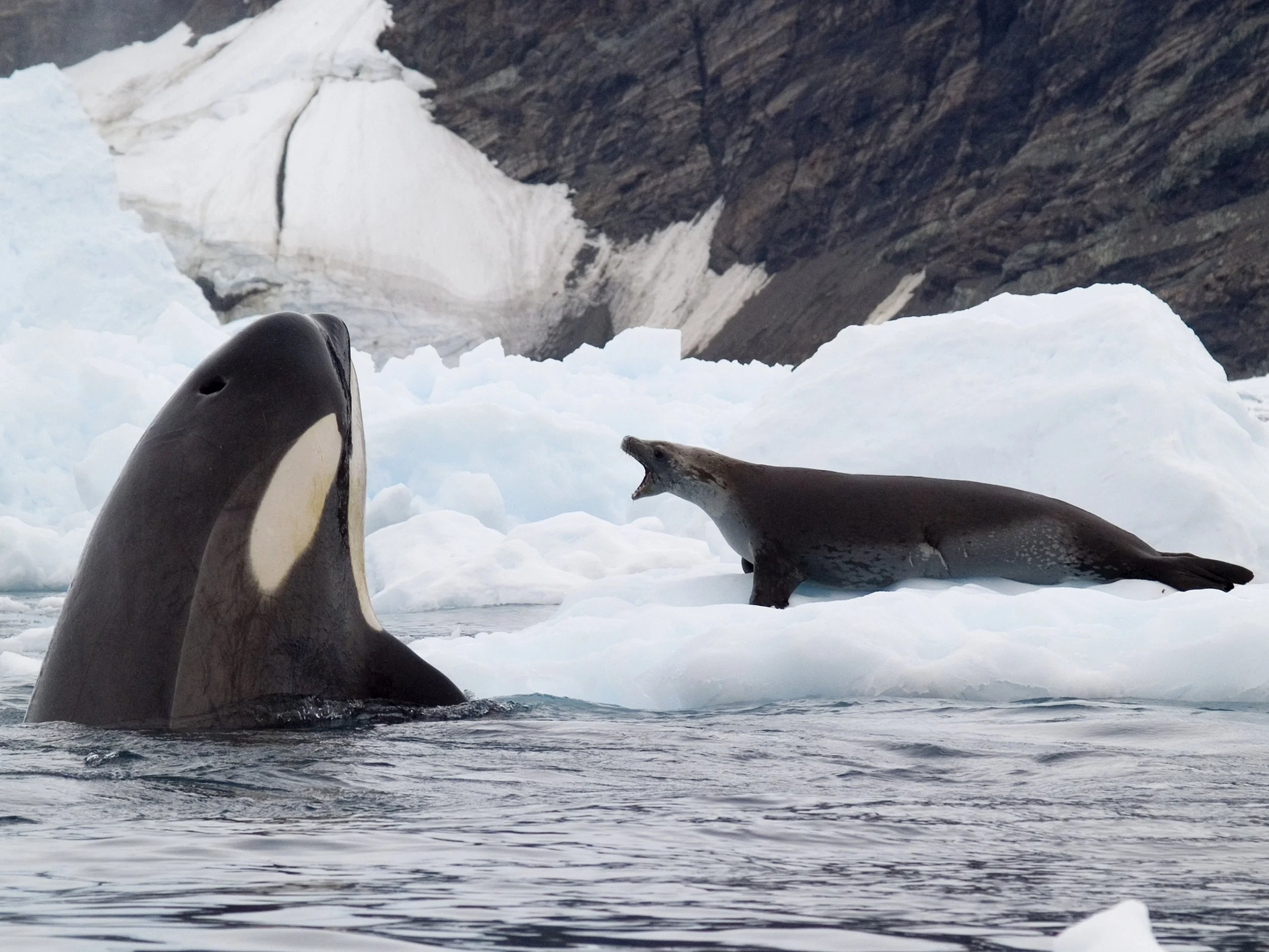 Antarctic Kayak Expedition No 4