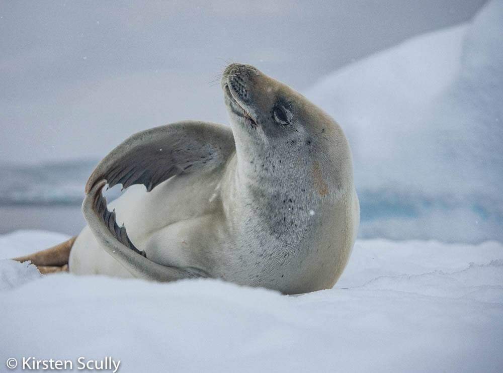 A seals lying on snow with its head tilted upward and eyes closed, surrounded by a snowy landscape.