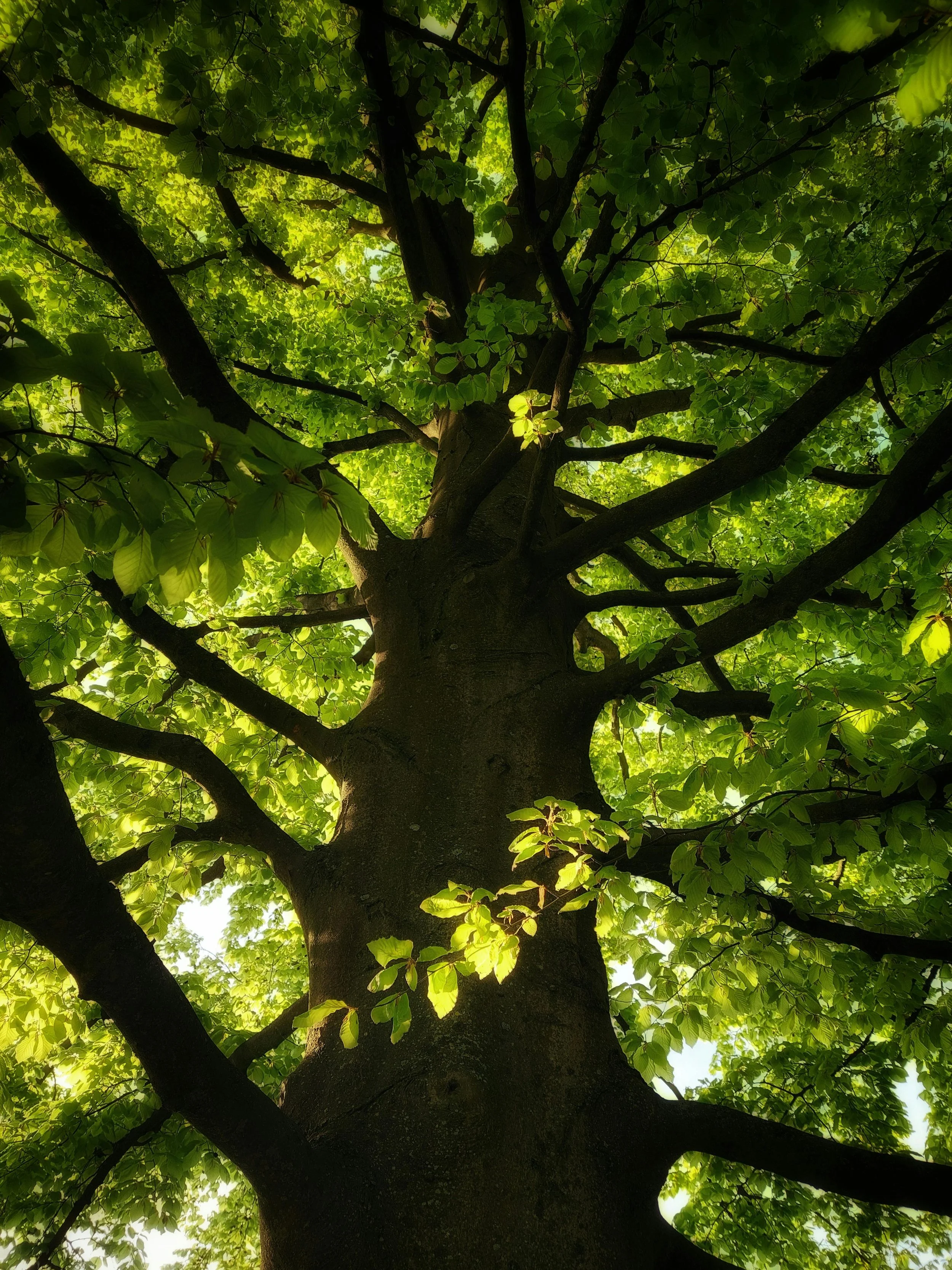 Looking up at a large tree with a thick trunk and bright green leaves, sunlight filtering through the canopy.
