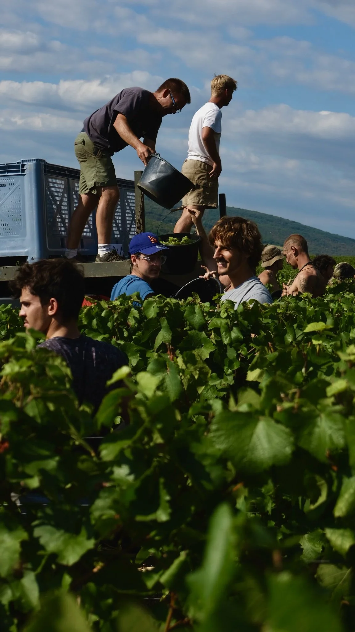Vendanges 2025 de Crémant.