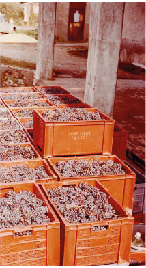 Caisses à vendanges remplies de raisins.