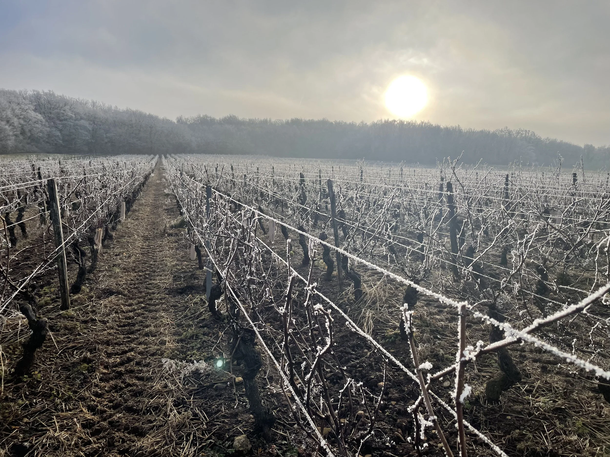 Vignoble en hiver avec des vignes nues recouvertes de glace, soleil basse à l'horizon, ciel légèrement nuageux.