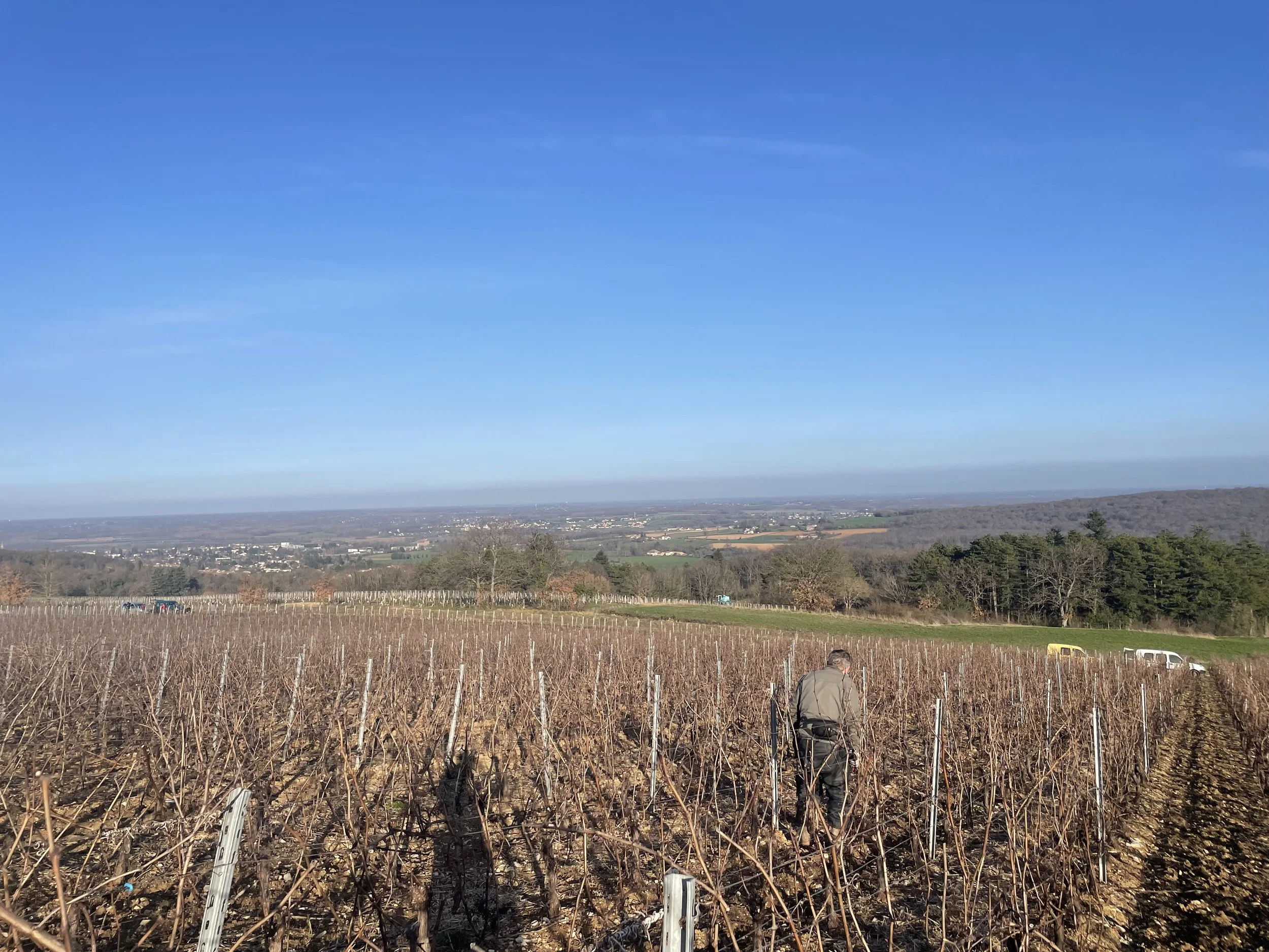 André DUPUIS à 78 ans entrain de tailler la jeune vigne du Mâcon Chardonnay.