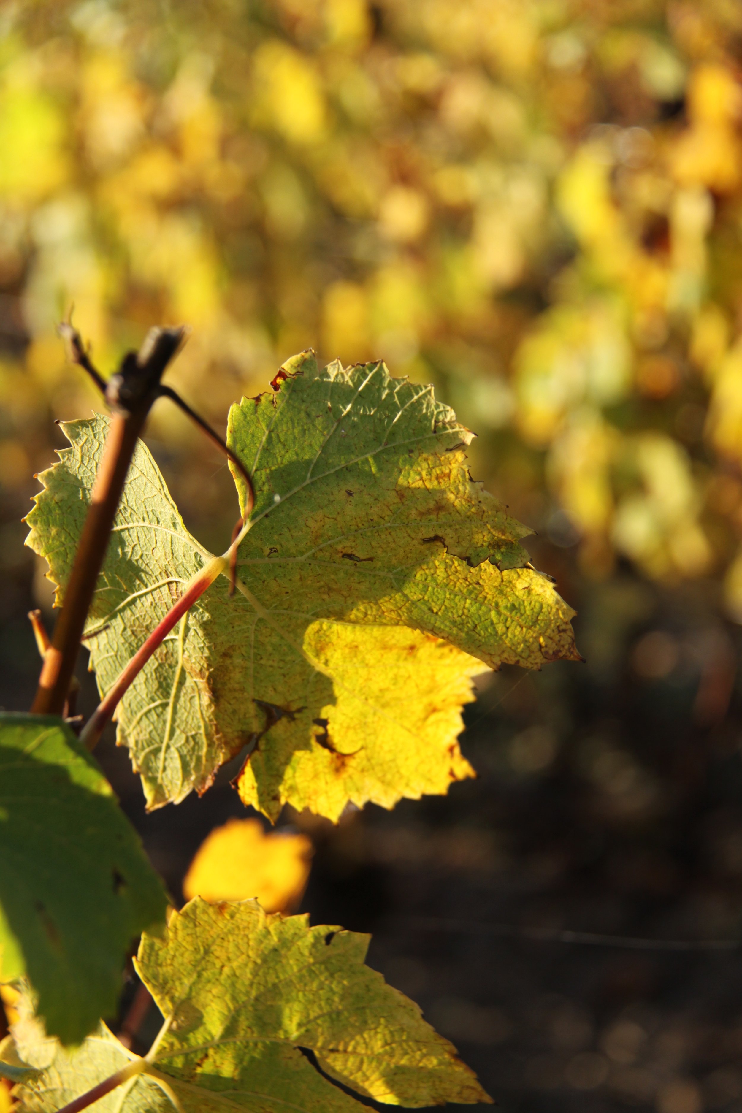 Feuilles de vigne jaunes et vertes en automne sous la lumière du soleil.