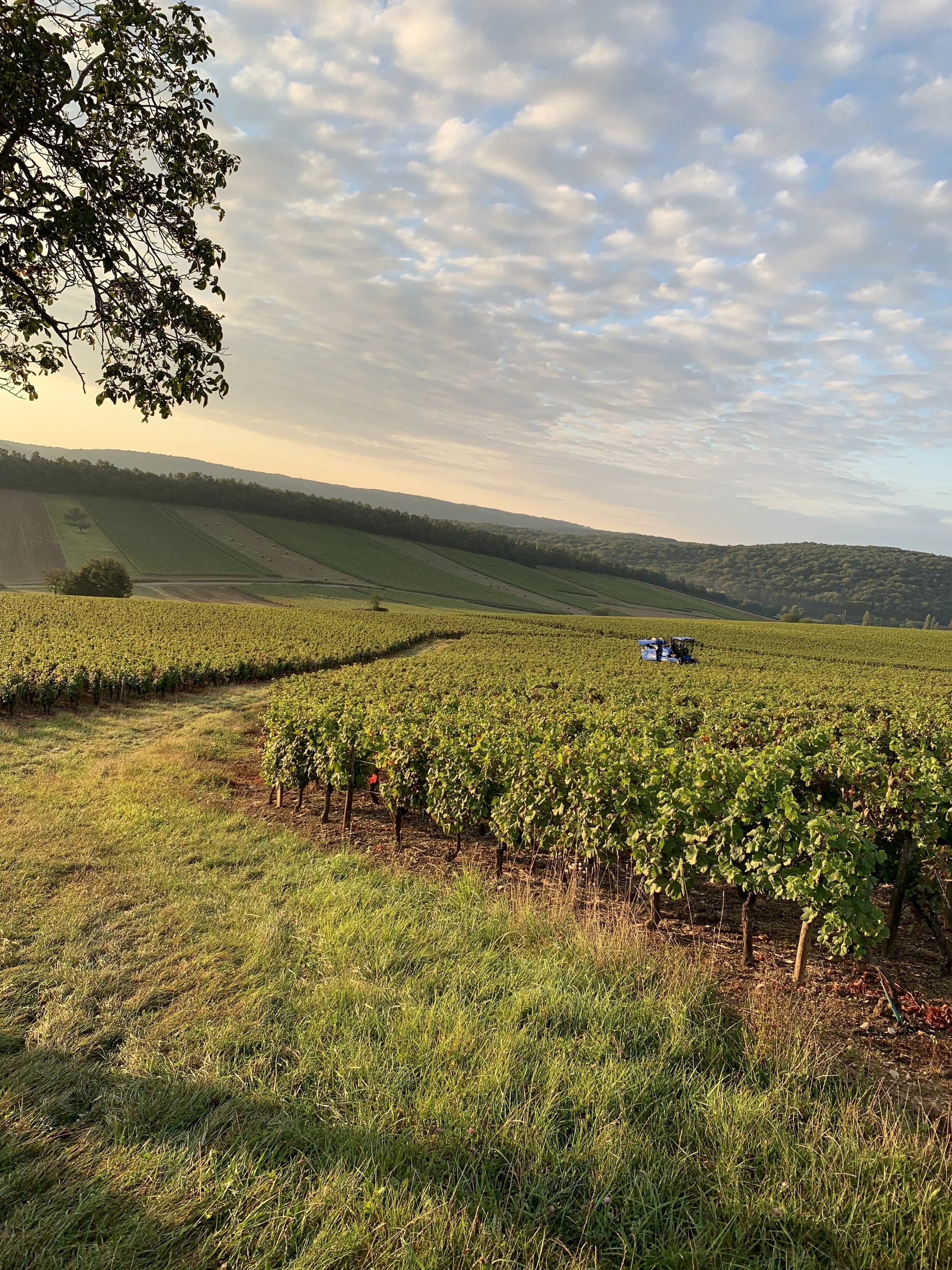 Vendange des Crâs à Mancey avec une machine à vendanger.