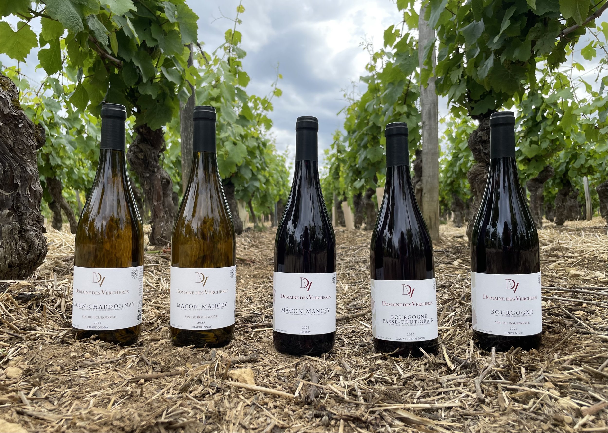 Les cinq premières bouteilles de vins du domaine des Verchères.