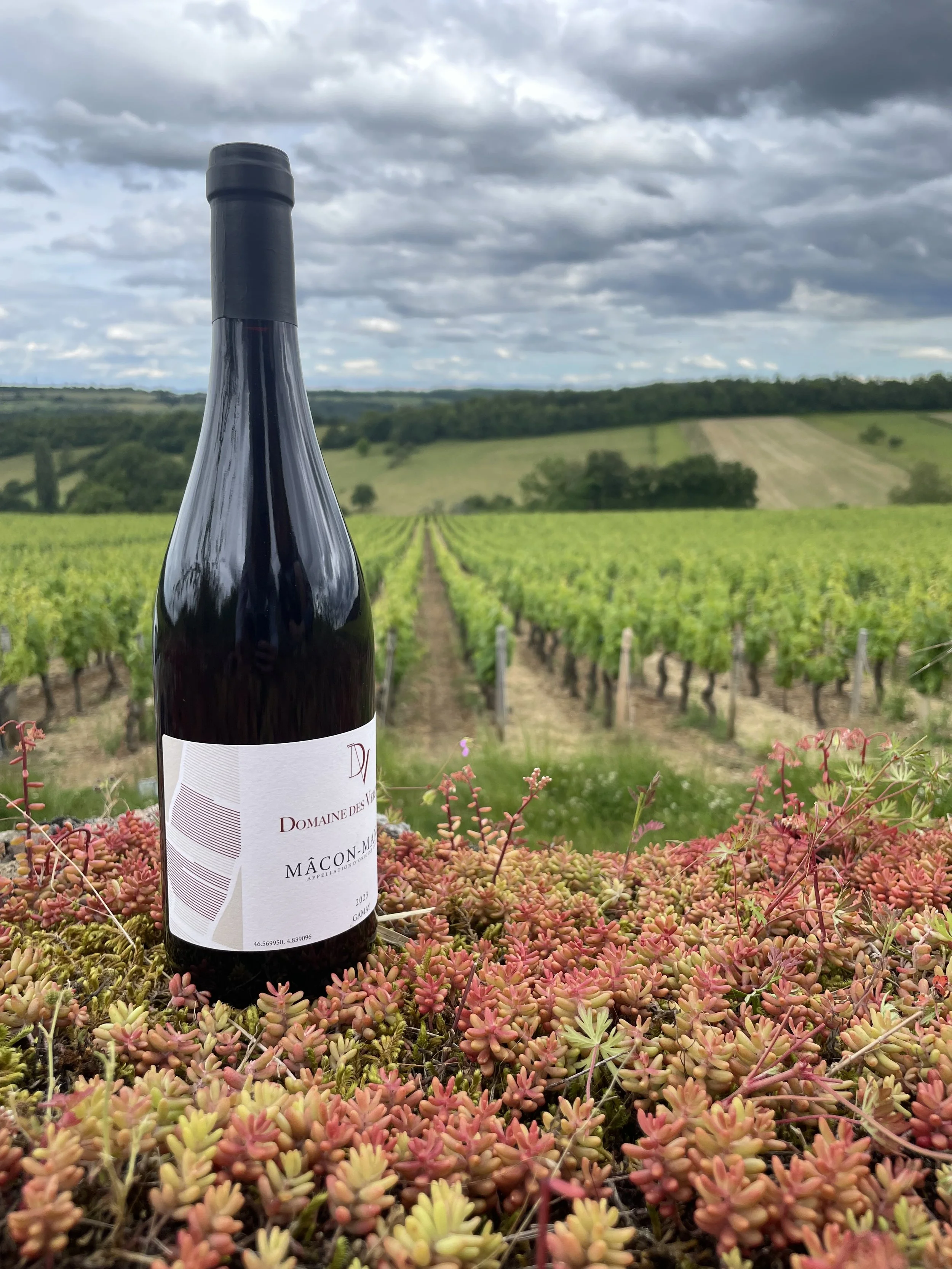 Une bouteille  de Mâcon Mancy Rouge posée sur un mur adjacent à la parcelle.