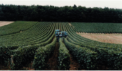 Machine à vendanger dans la parcelle de Paillousin.