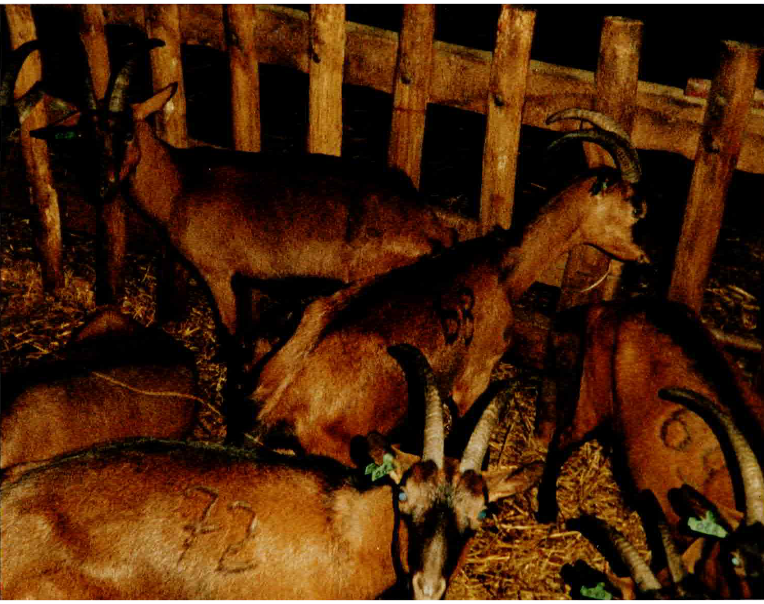 Groupe de chèvres dans un enclos en bois