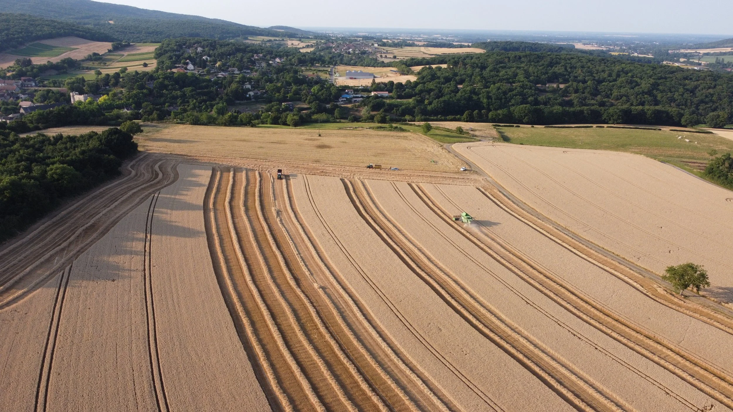 Champs de blé en pleine moisson.