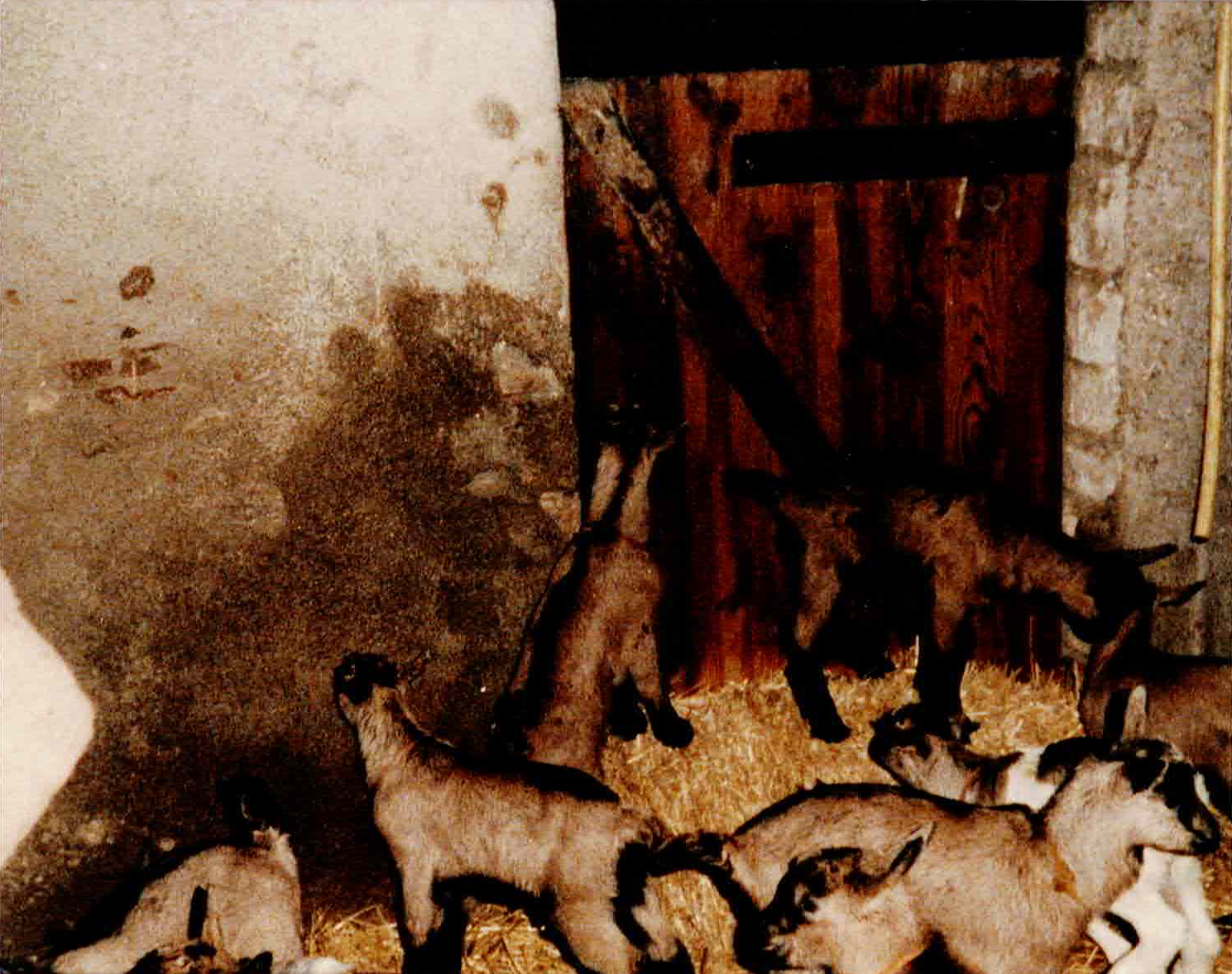 Des chevreaux dans la petite écurie.