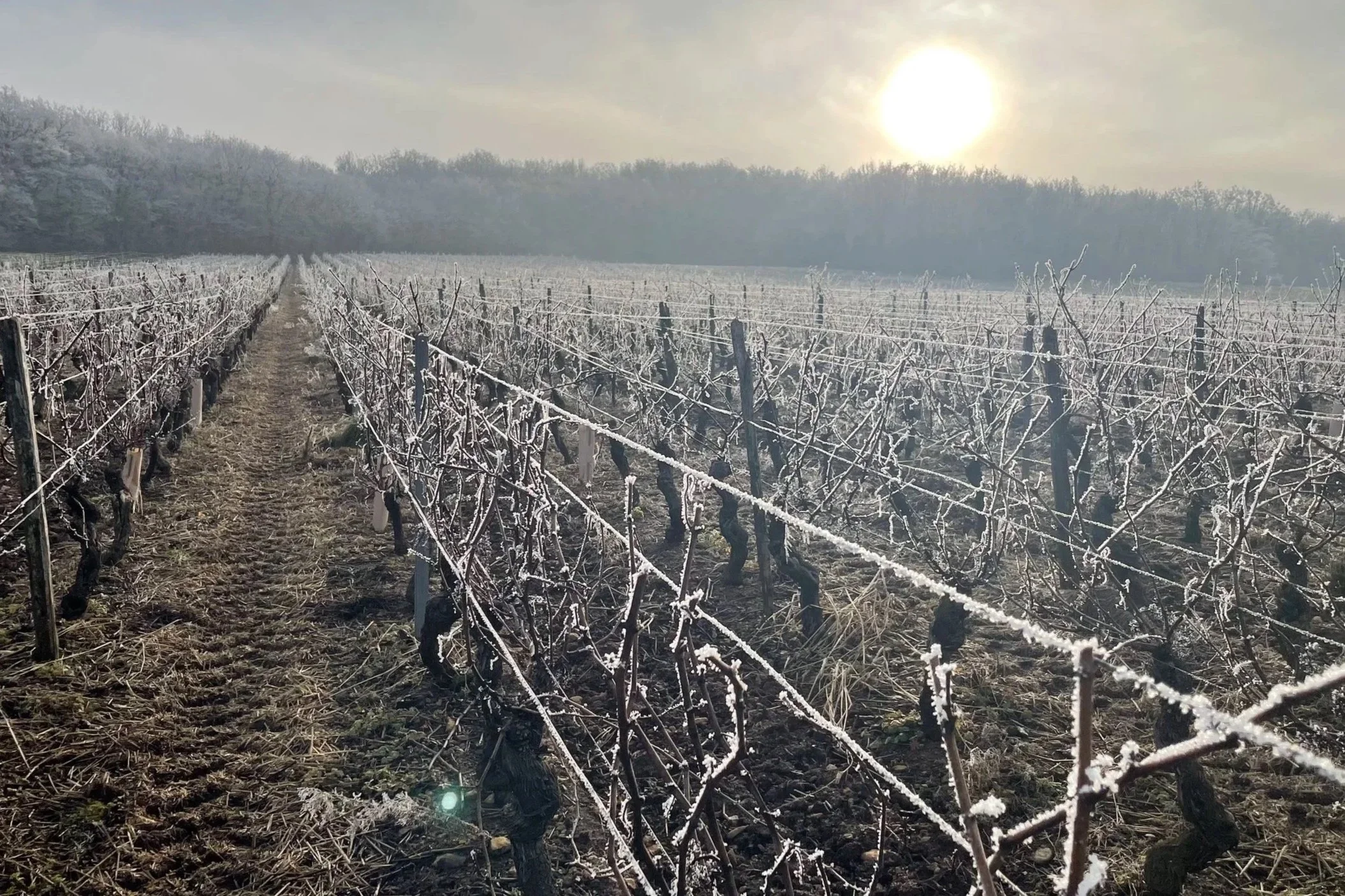 Vignes en hiver recouvertes de gel, avec un soleil masqué par une légère brume.