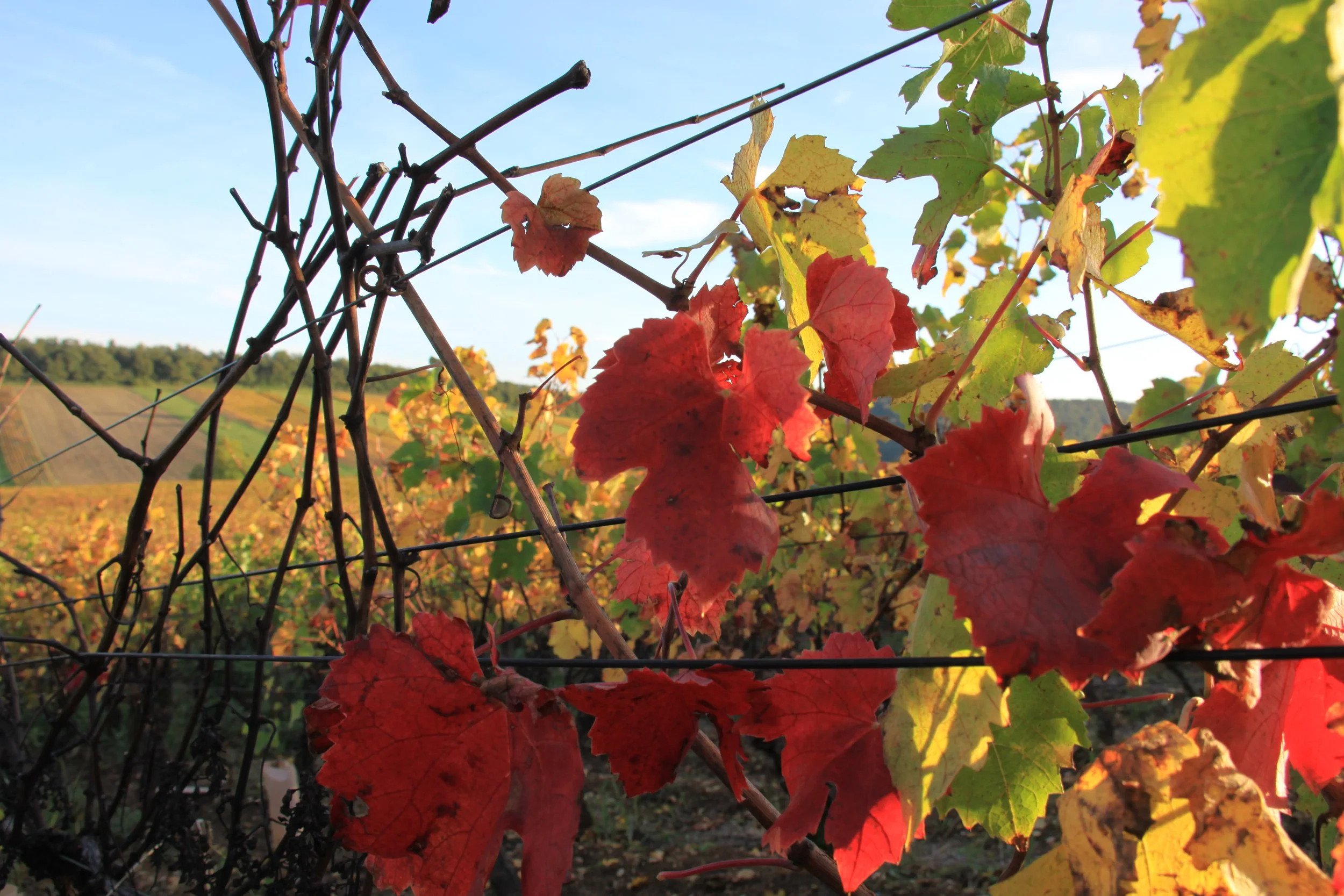 Vigne de Gamay à l'automne.