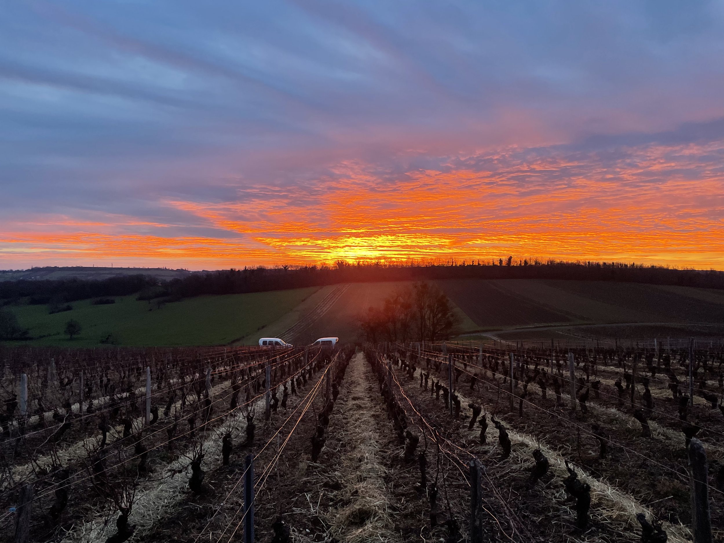 Lever de soleil sur une parcelle de vigne lors de la taille.