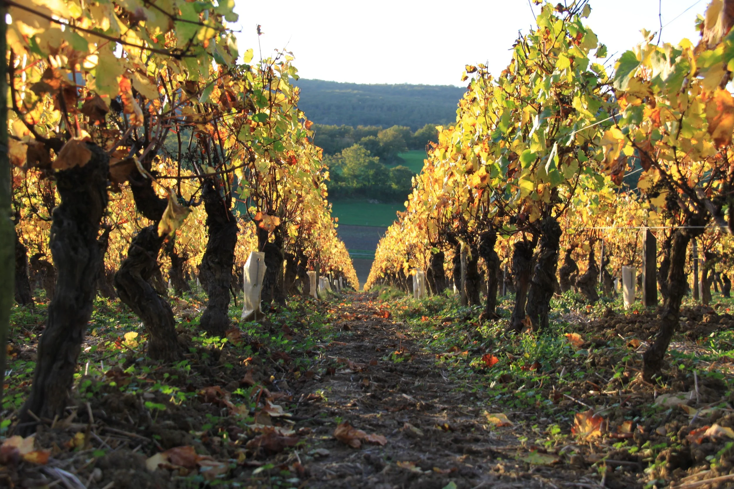 Vignoble avec rangées de vignes aux feuilles dorées et brunes en automne, sous un ciel clair et un paysage de collines verdoyantes à l'arrière-plan.