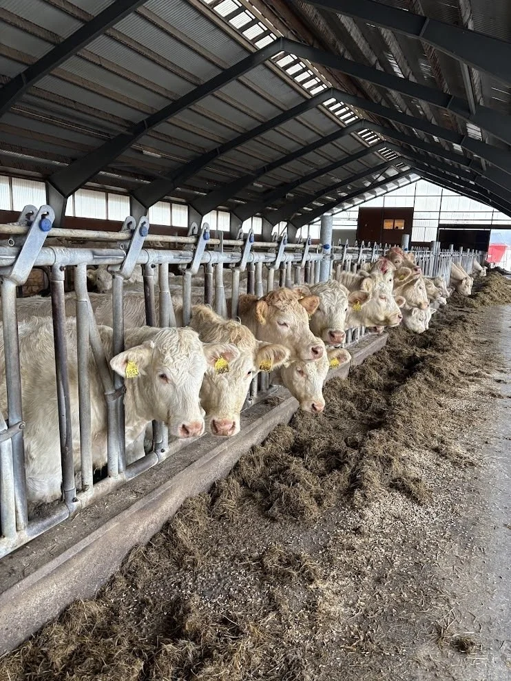 Små mineraler kan gi store problemer