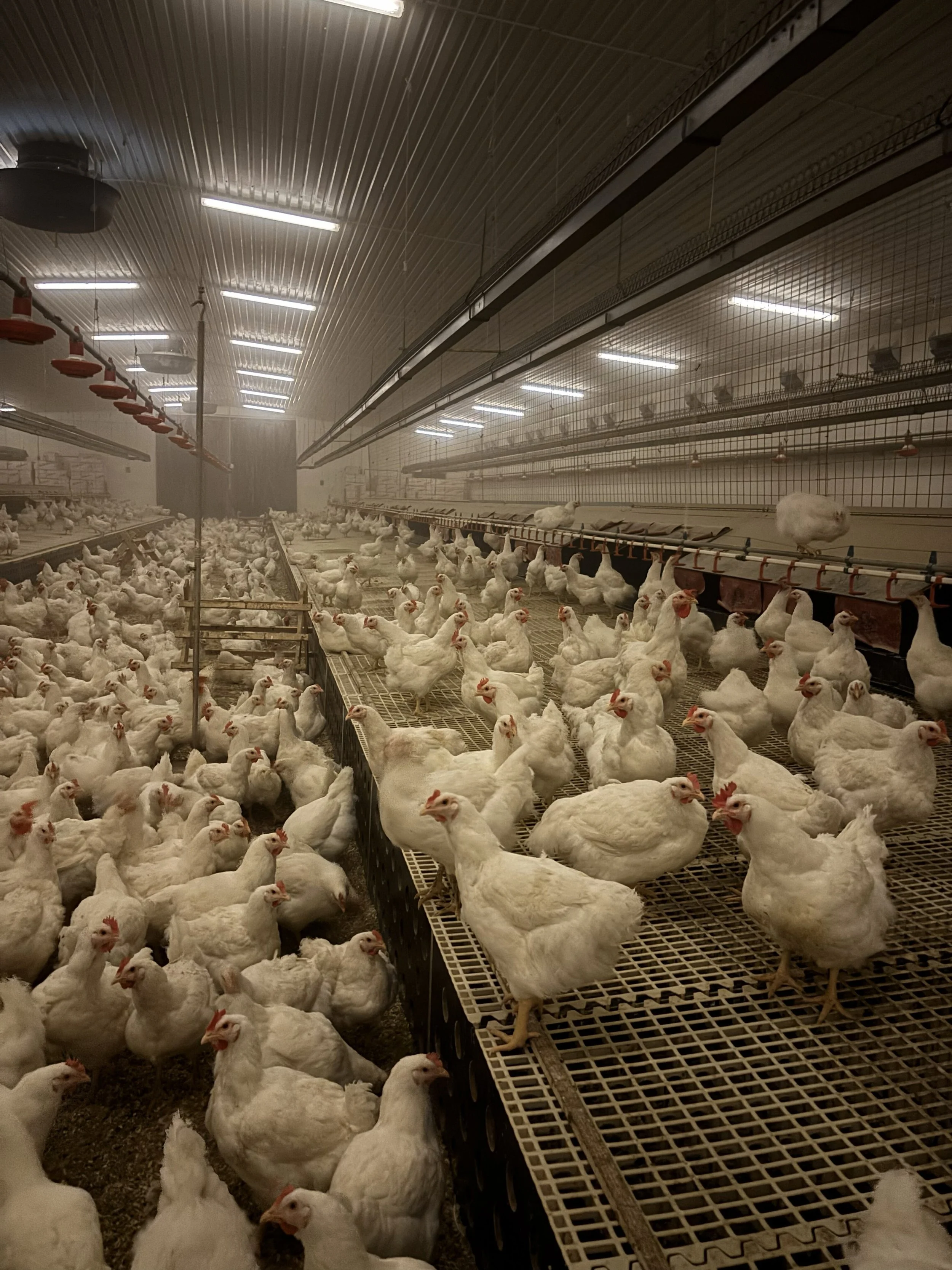 Inne i et hønseri med mange hvite høner som går på gulvet og på traller, under taket med mørke vegger.