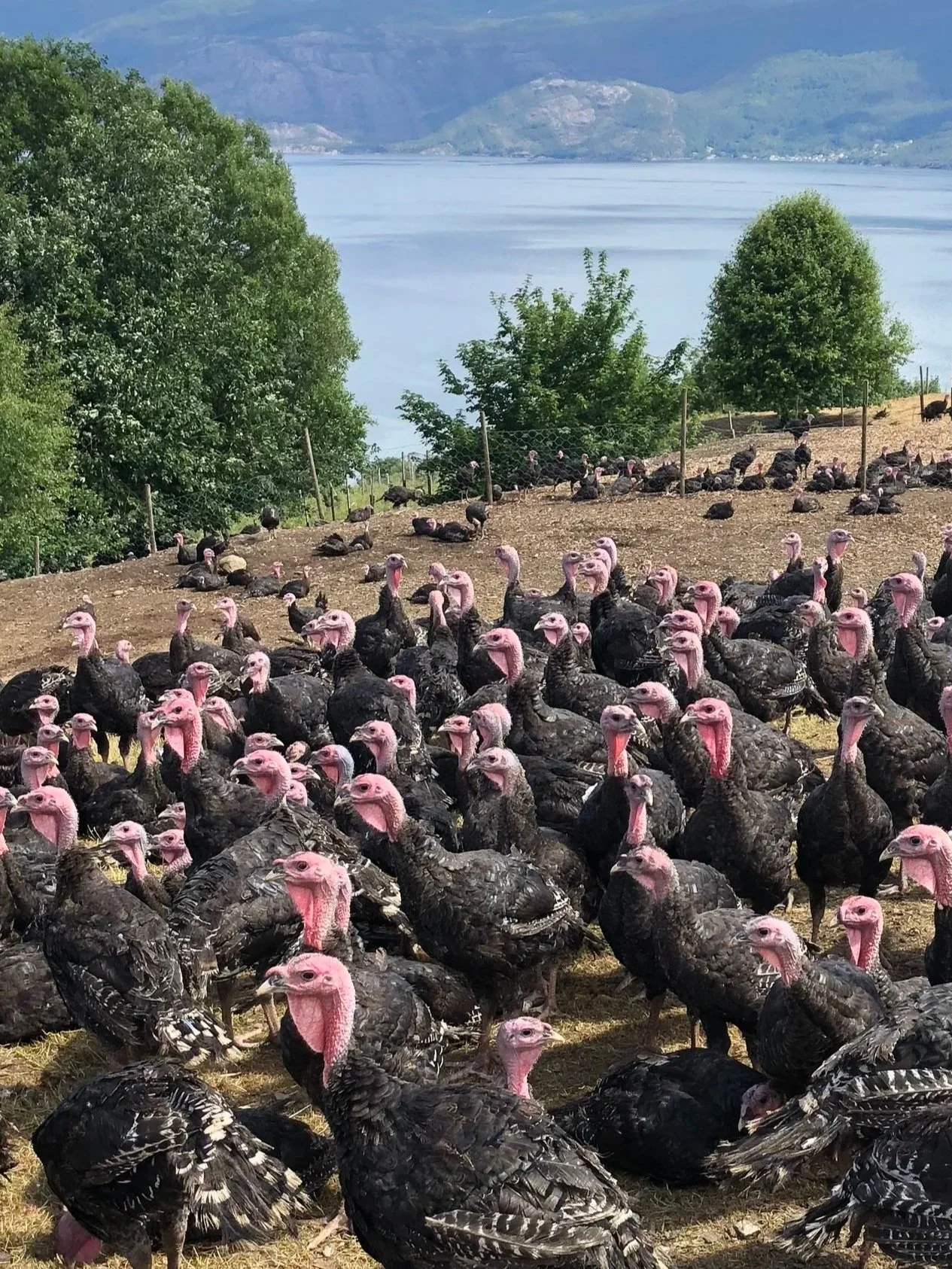 En stor flokk med kalkuner på en jordflekk med trær, med innsjø og fjell i bakgrunnen.
