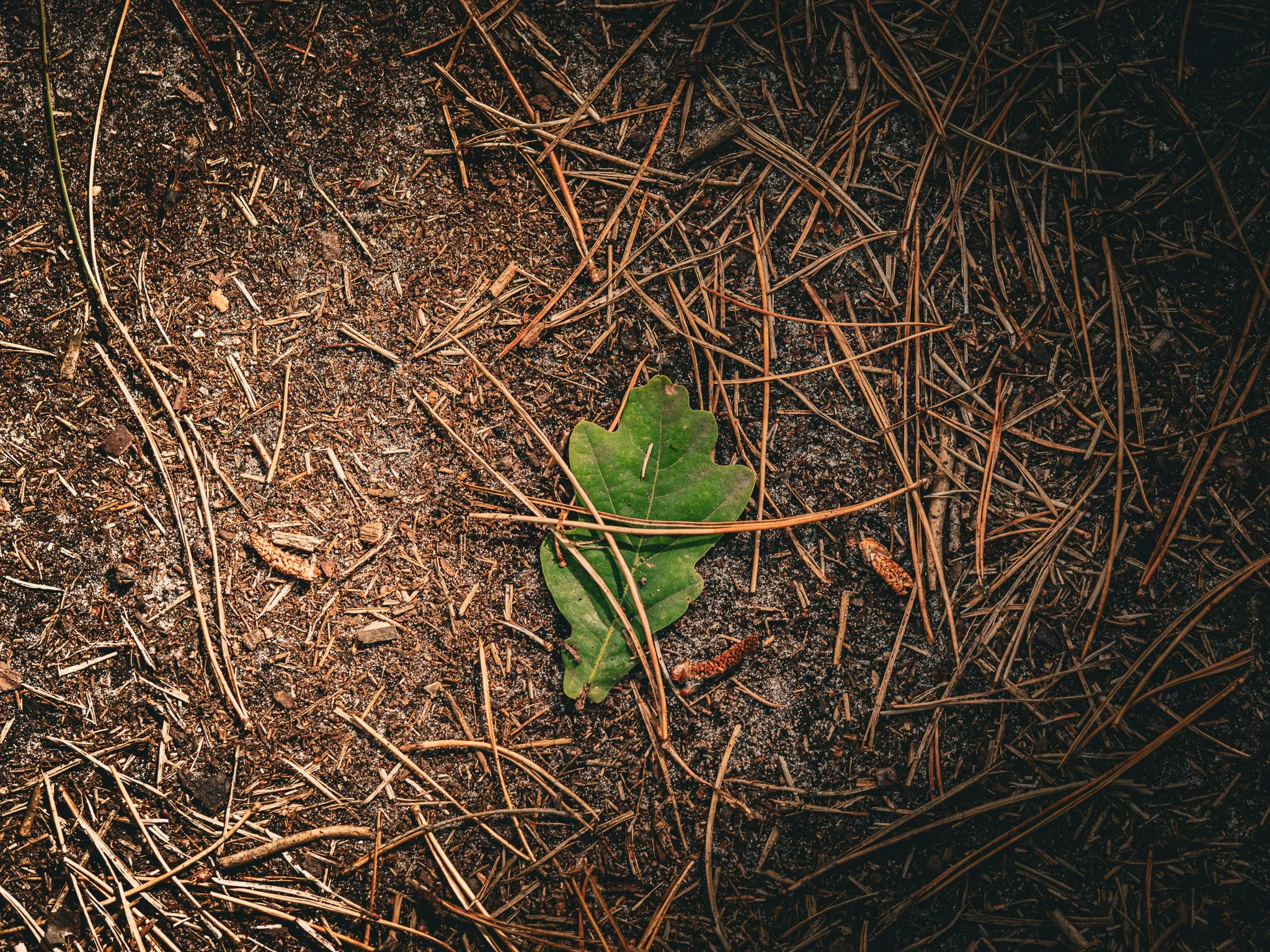 Green leaf on a forest floor covered with pine needles.