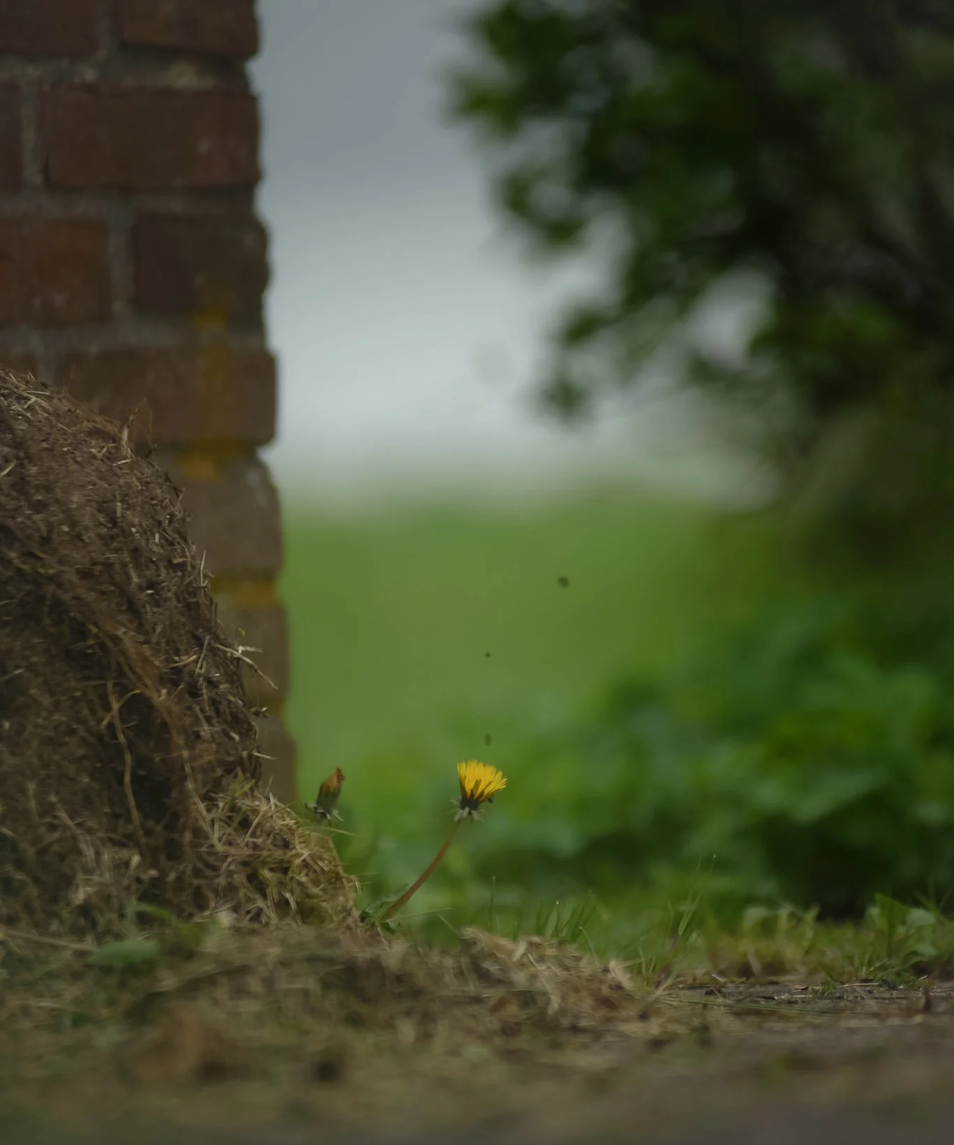 Yellow flower growing beside a brick wall.