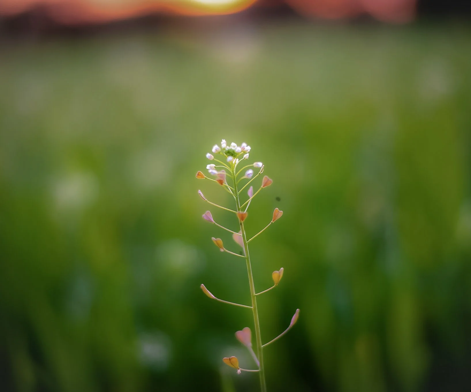 Small wildflowers on a thin stem against a blurred green background.