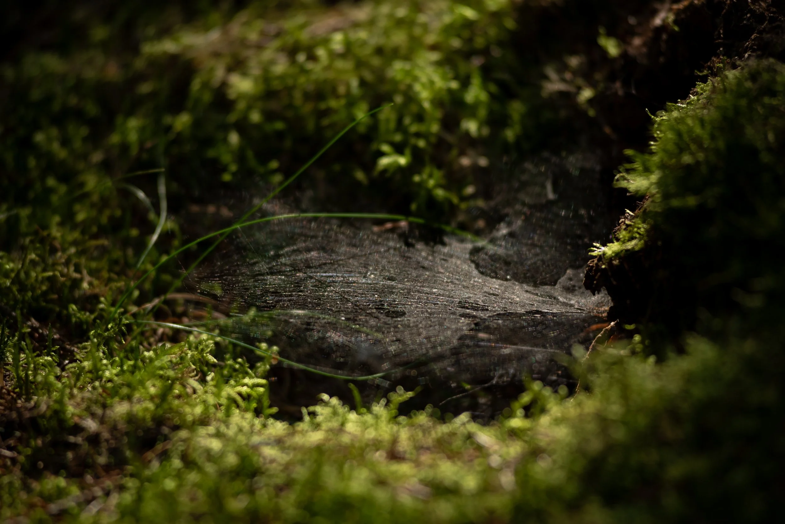 A web stretched between moss and plants.