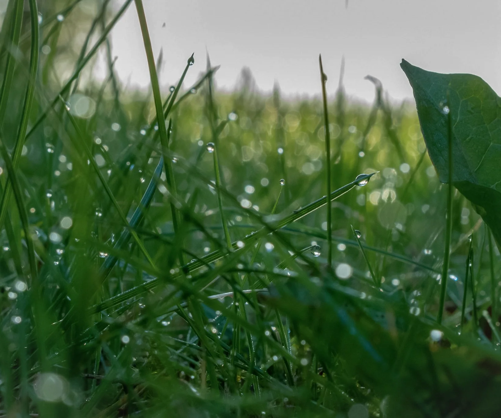 Dewdrops on green grass.