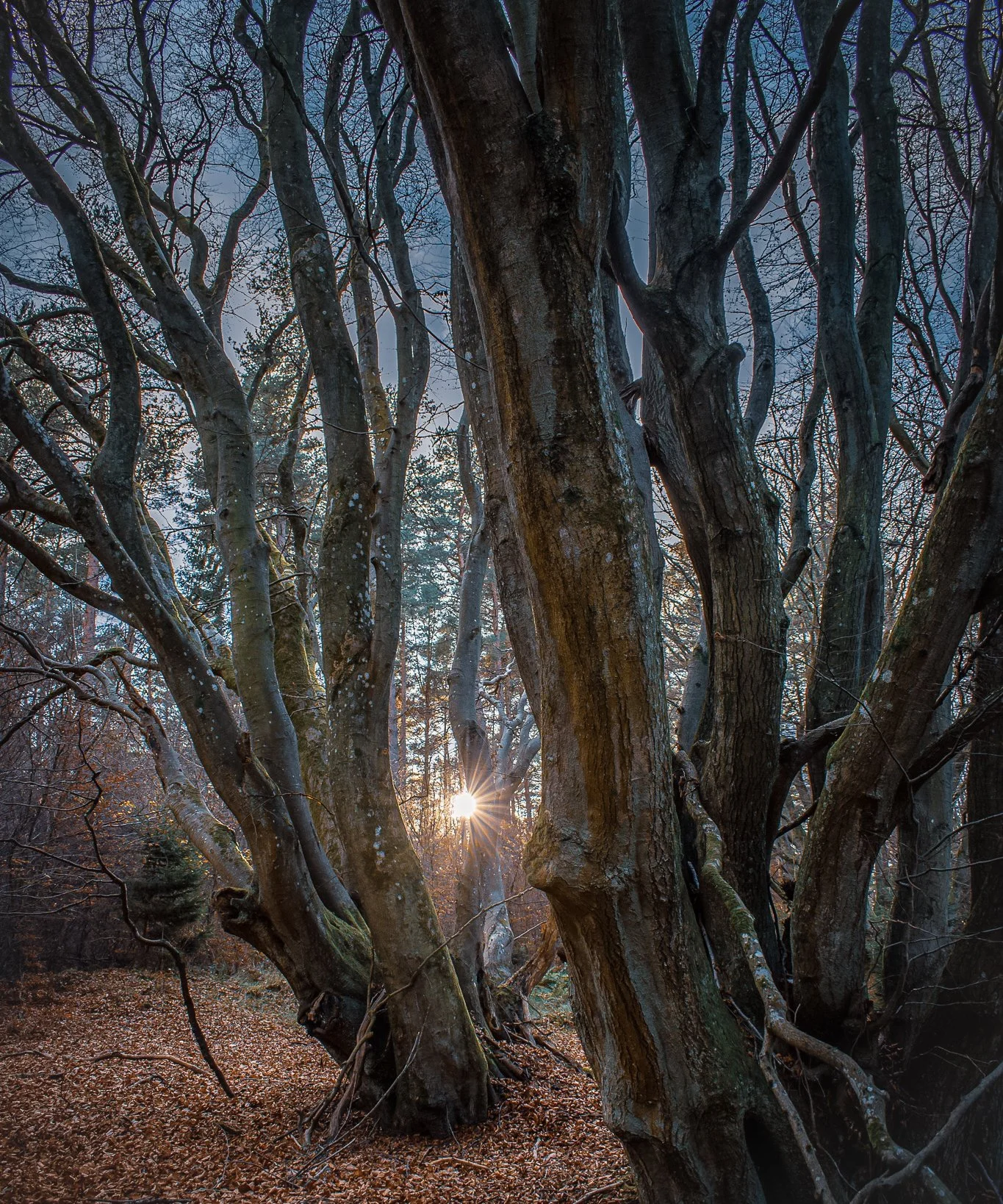 Leafless trees in low evening light.