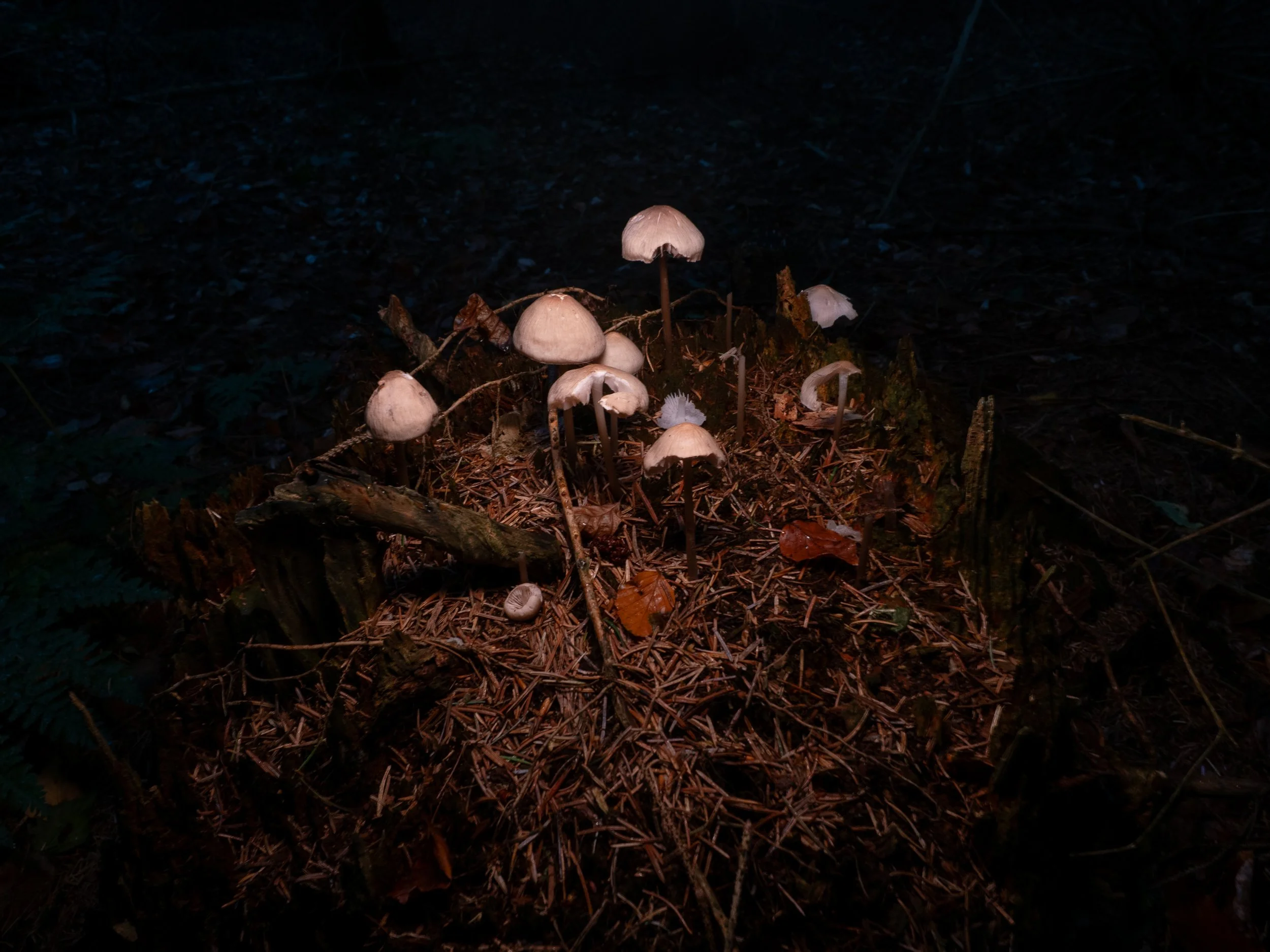 A group of mushrooms growing on a decaying tree stump.