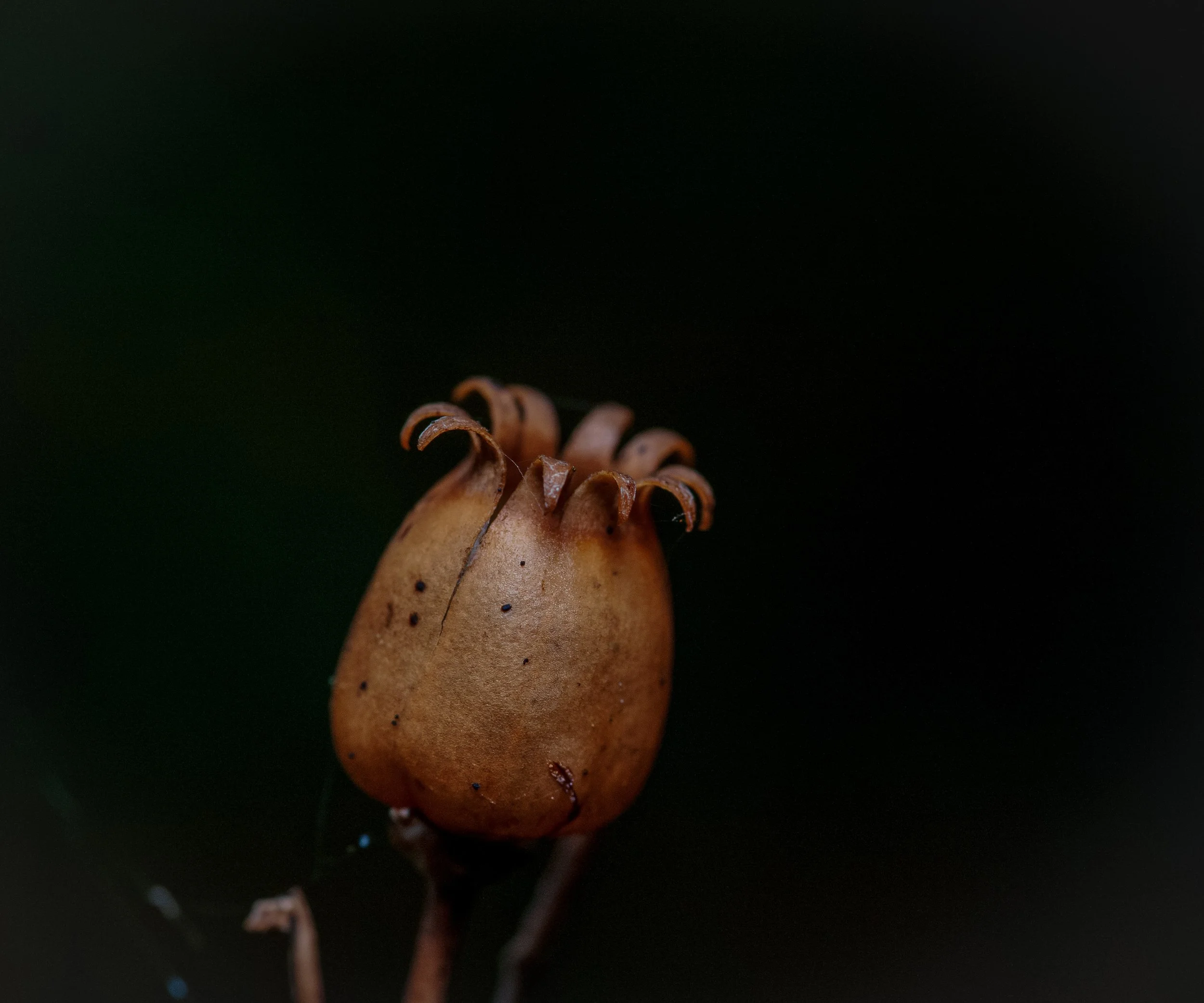 A close-up of a small, brown, curly seed or pod against a dark background.
