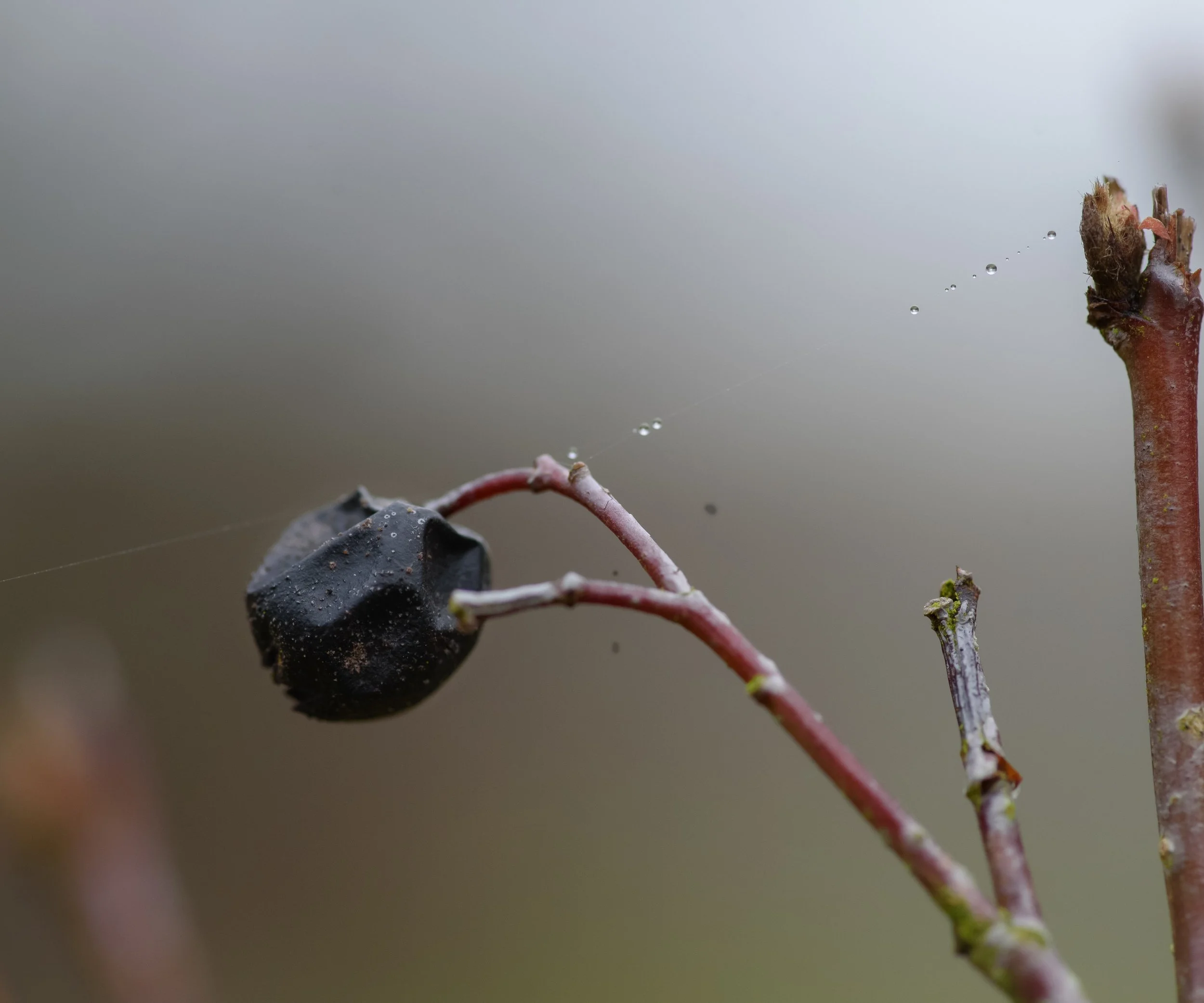 Close-up of a dark seed on a stem with water droplets and spider silk.