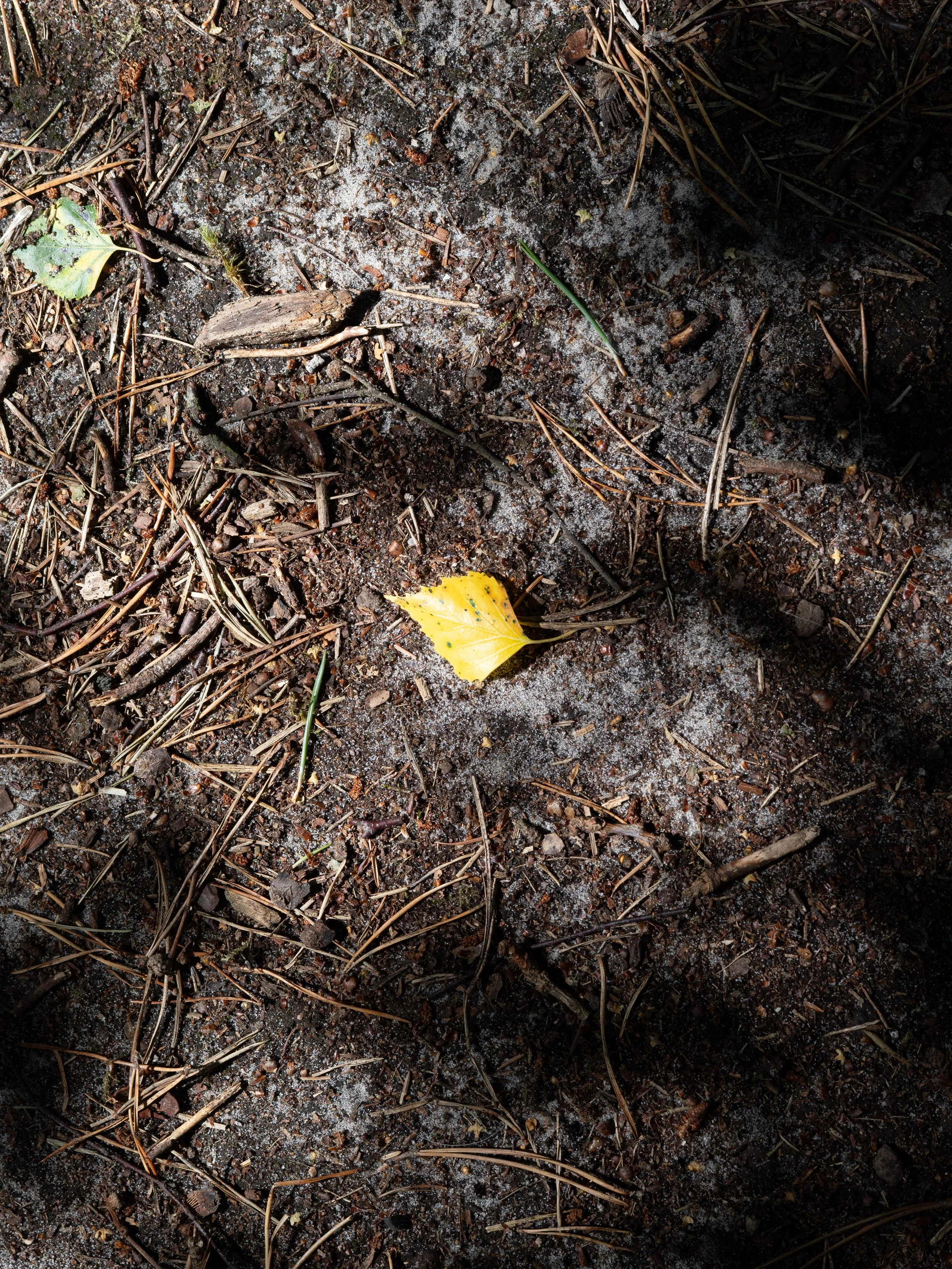 Forest floor with pine needles and a single yellow leaf.