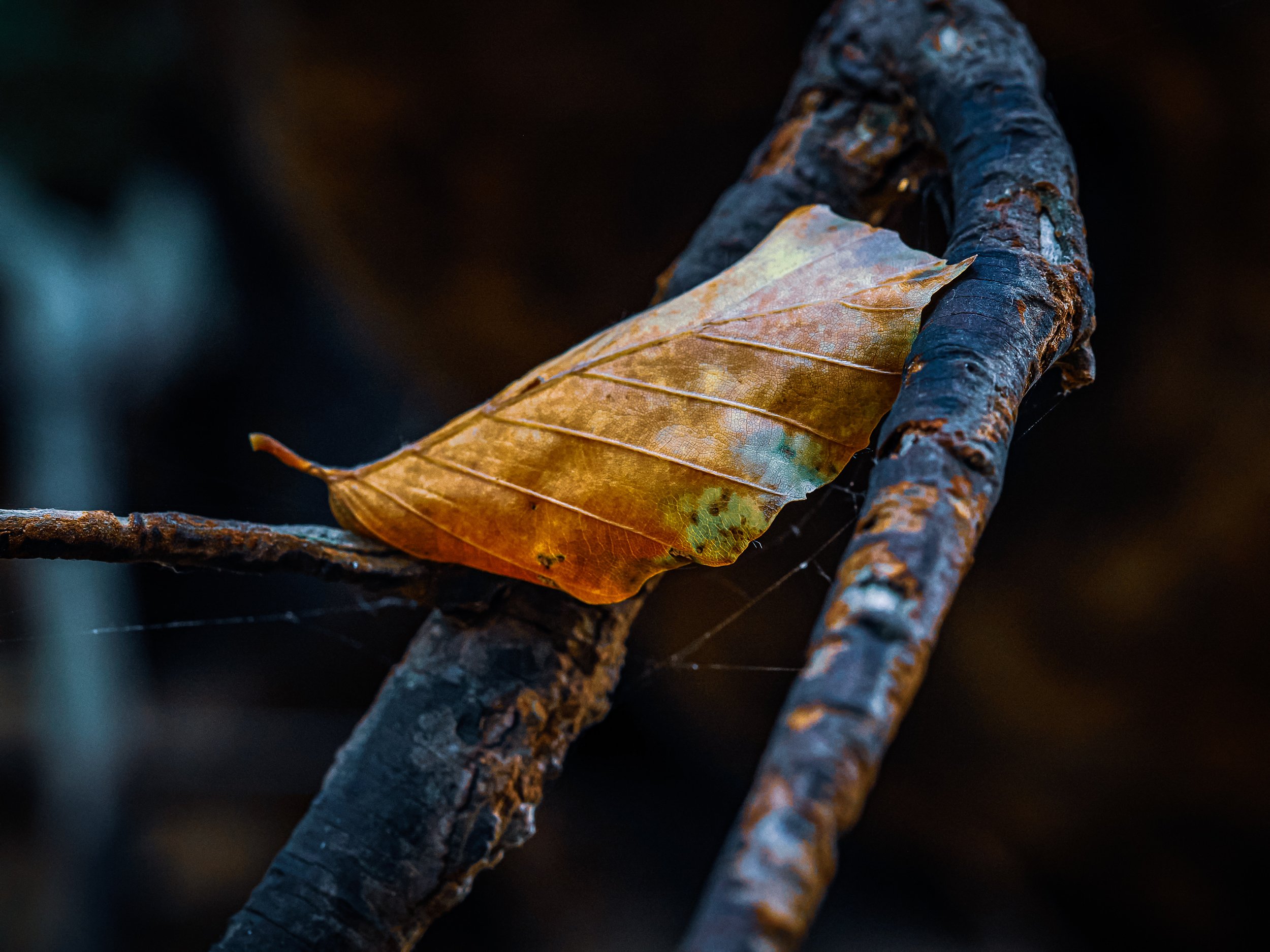 Brown leaf resting between dark branches.