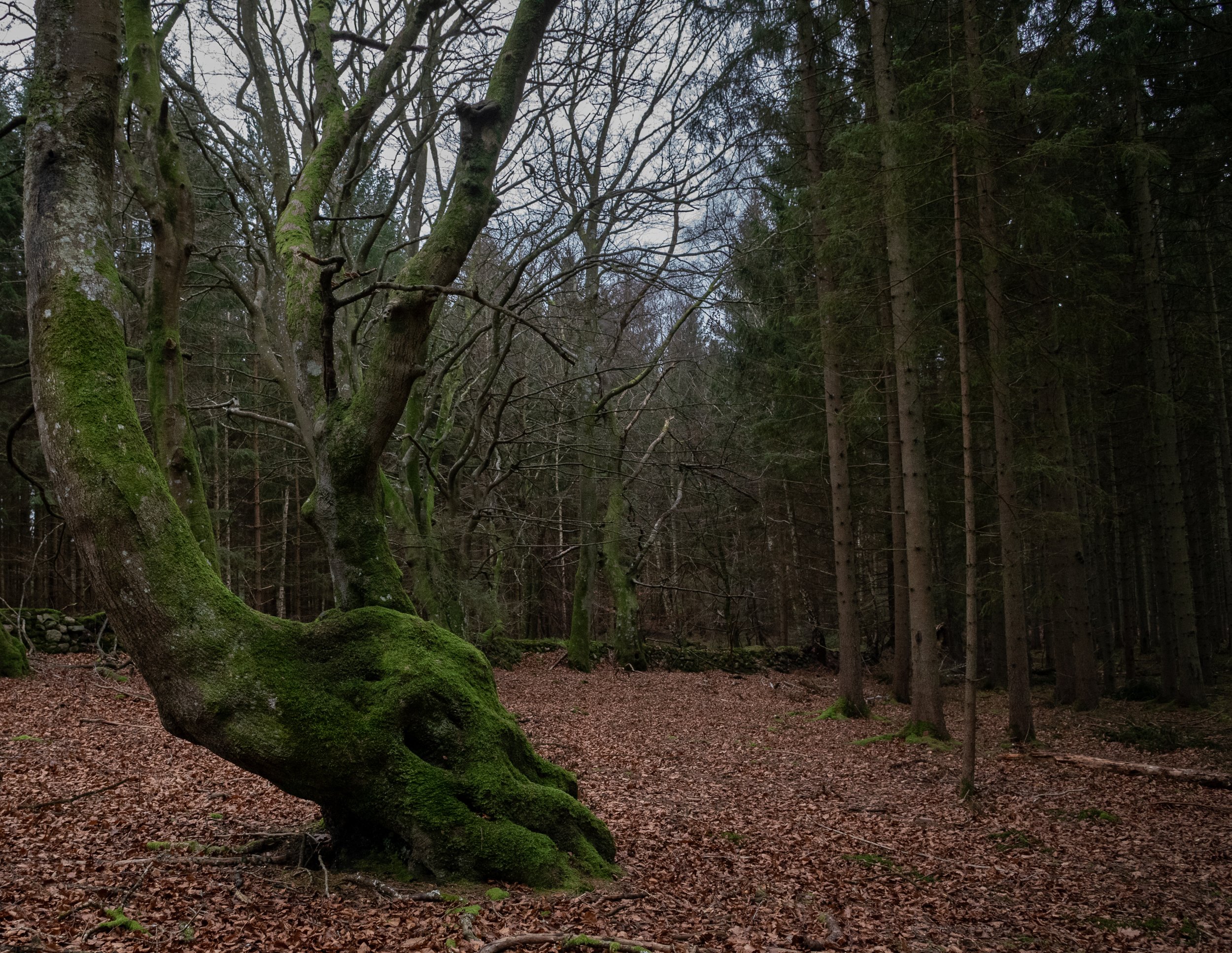 A moss-covered tree with exposed roots in a forest.