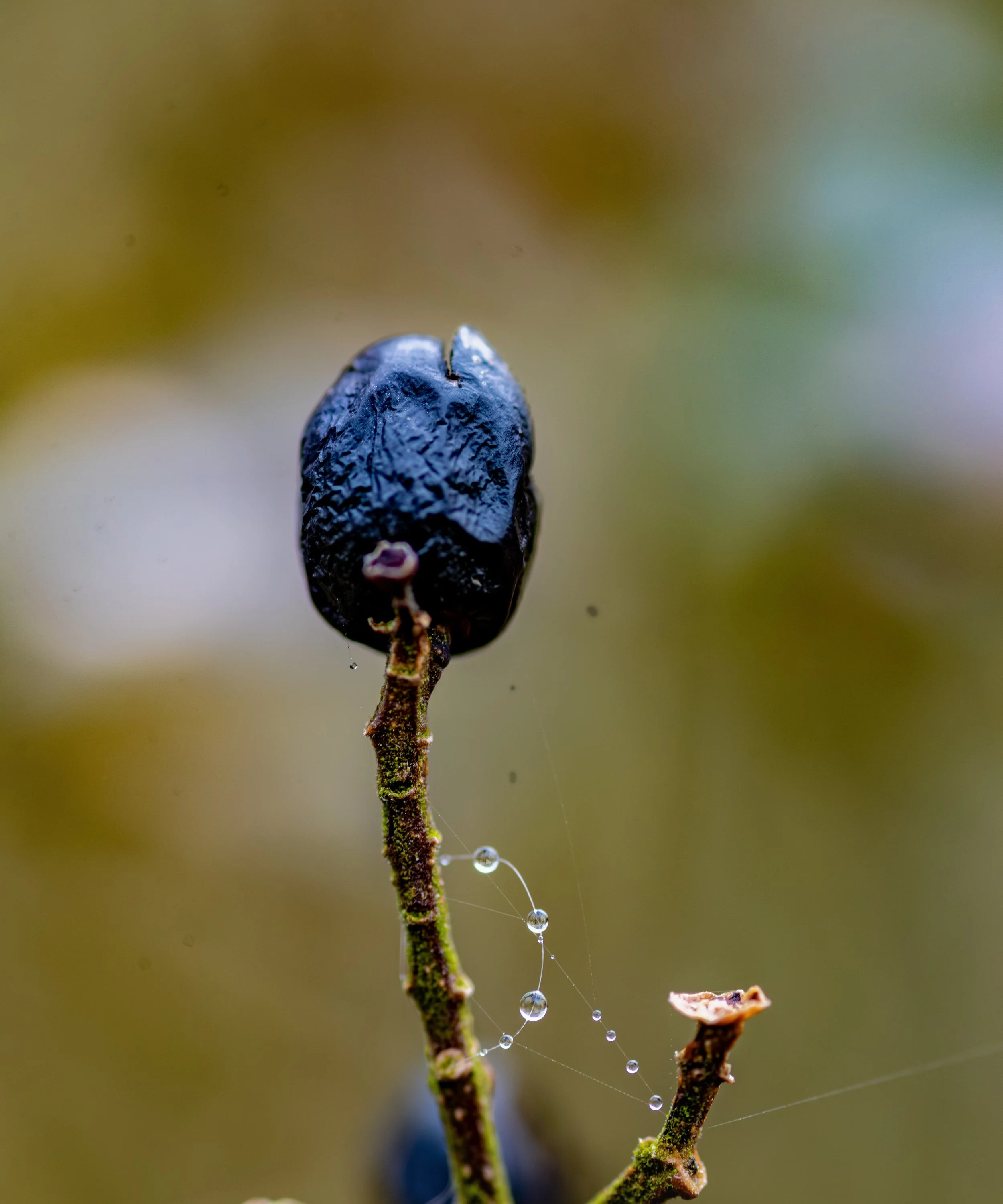 Close-up of a dark seed on a stem with water droplets and spider silk.