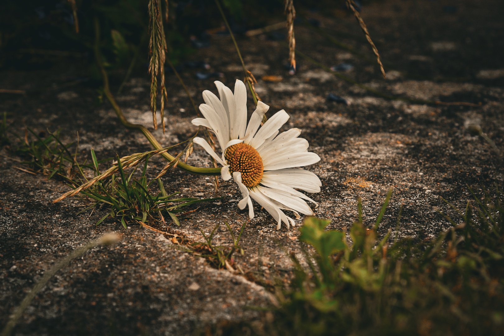 Fallen white flower lying on the ground.