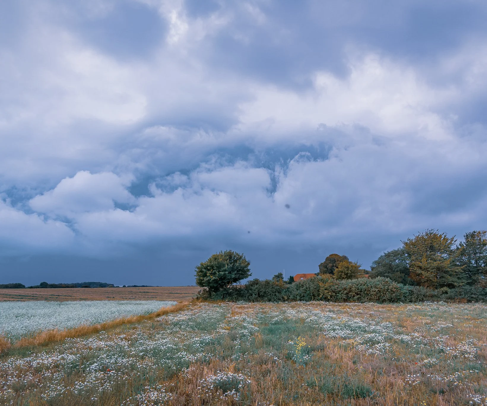 House beyond a field of white flowers under a cloudy sky.