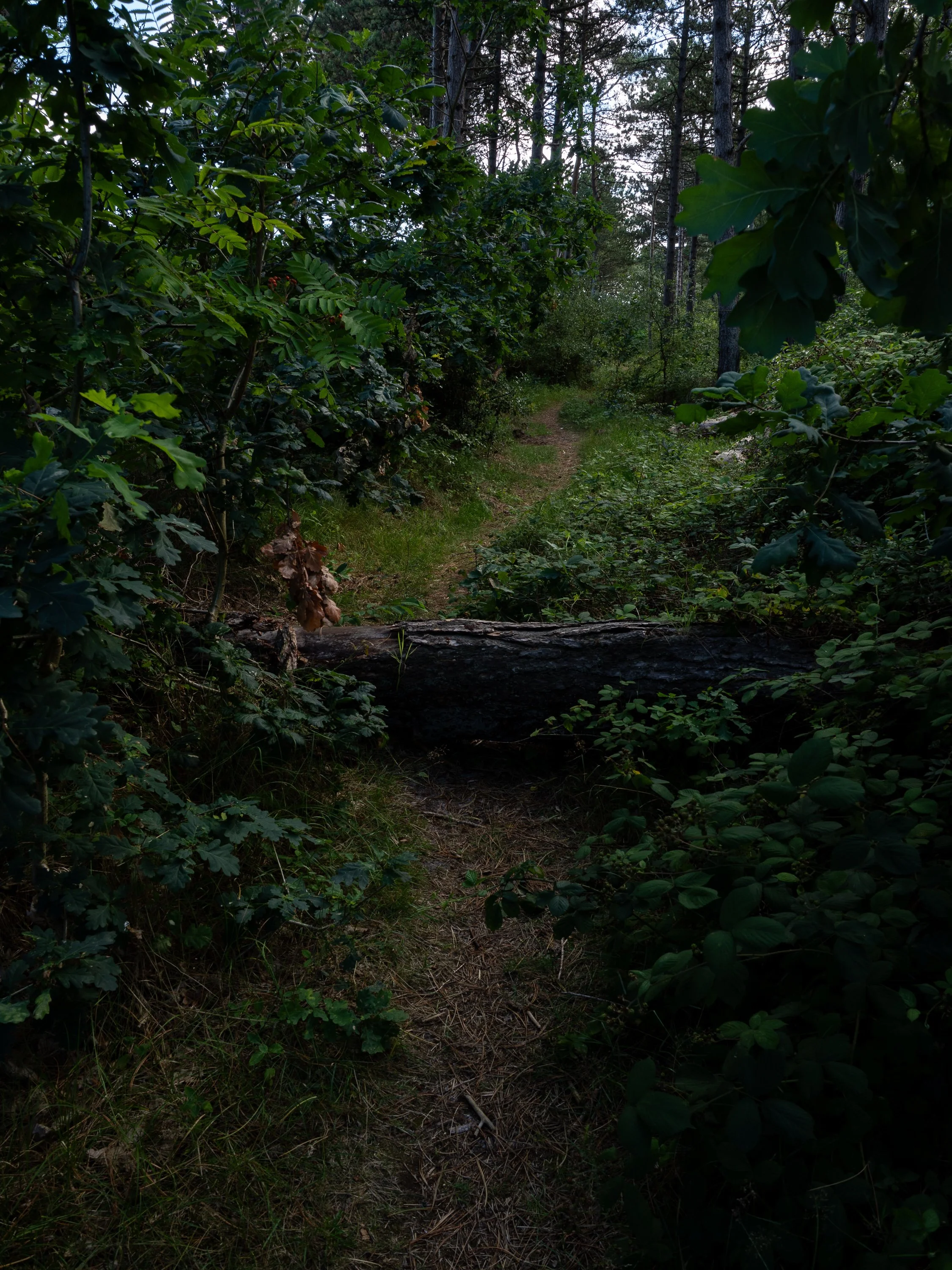 A narrow forest path with a fallen tree across it.