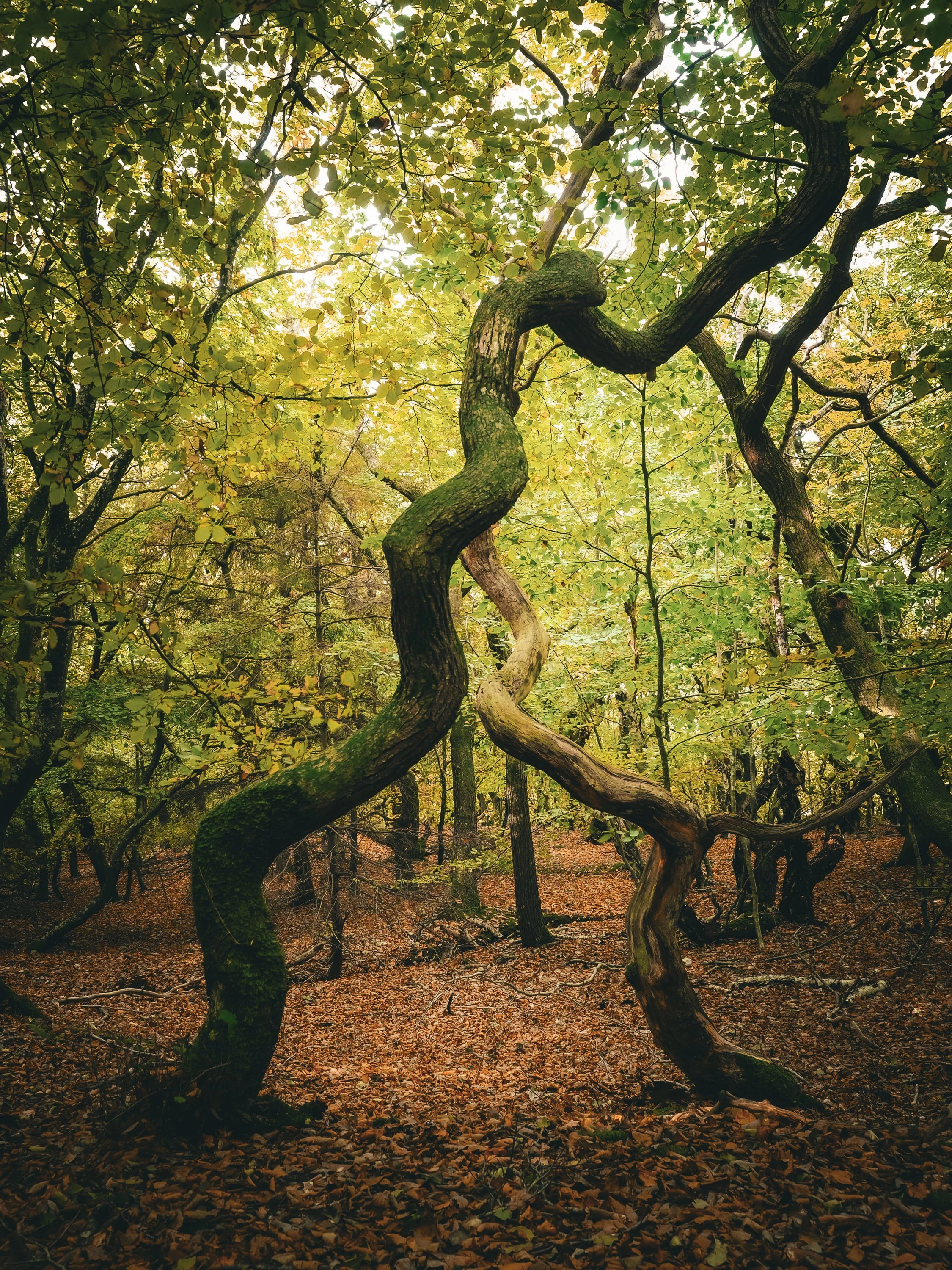 Twisted trees in a forest with sunlight filtering through the leaves.