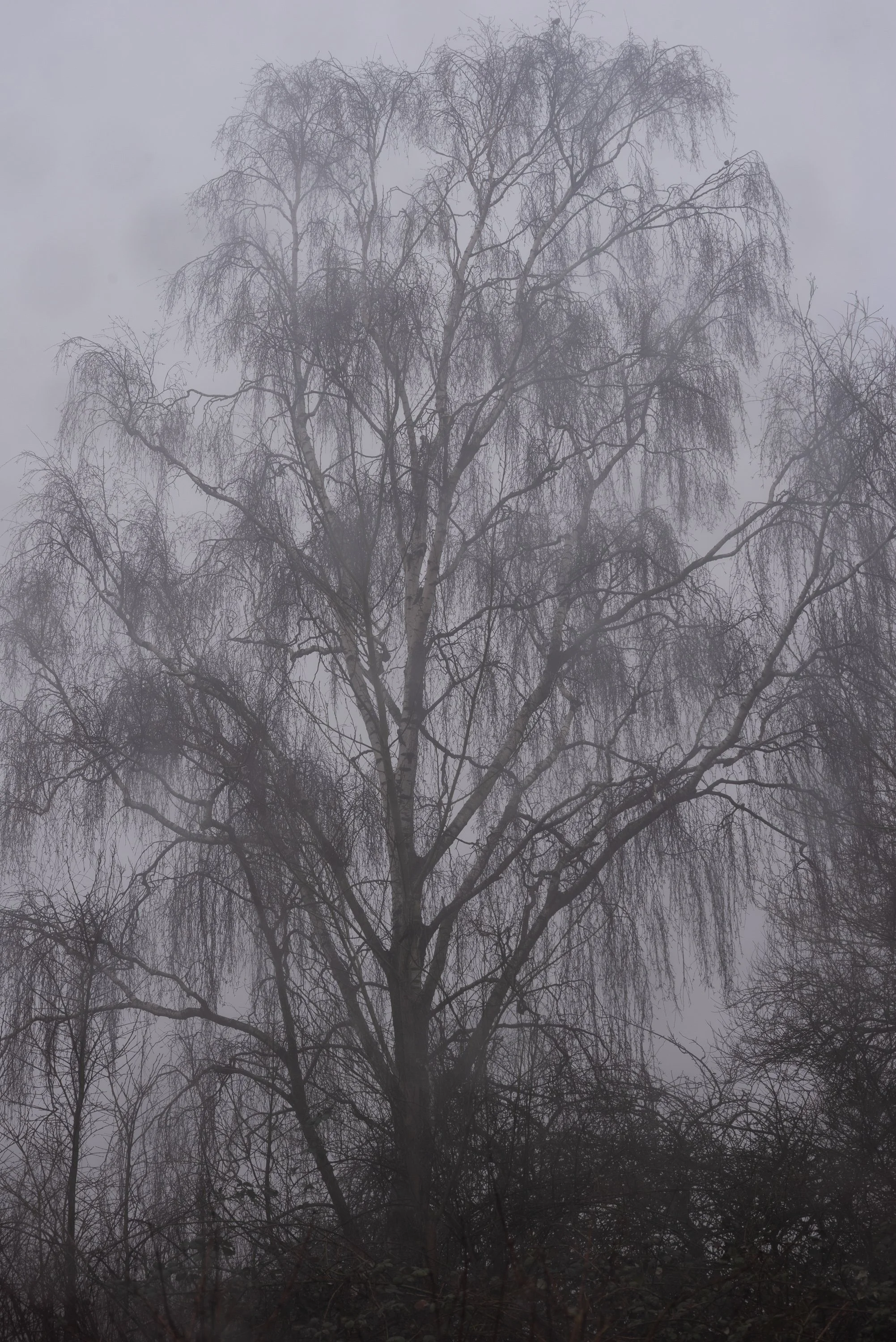 A leafless tree against a grey sky.
